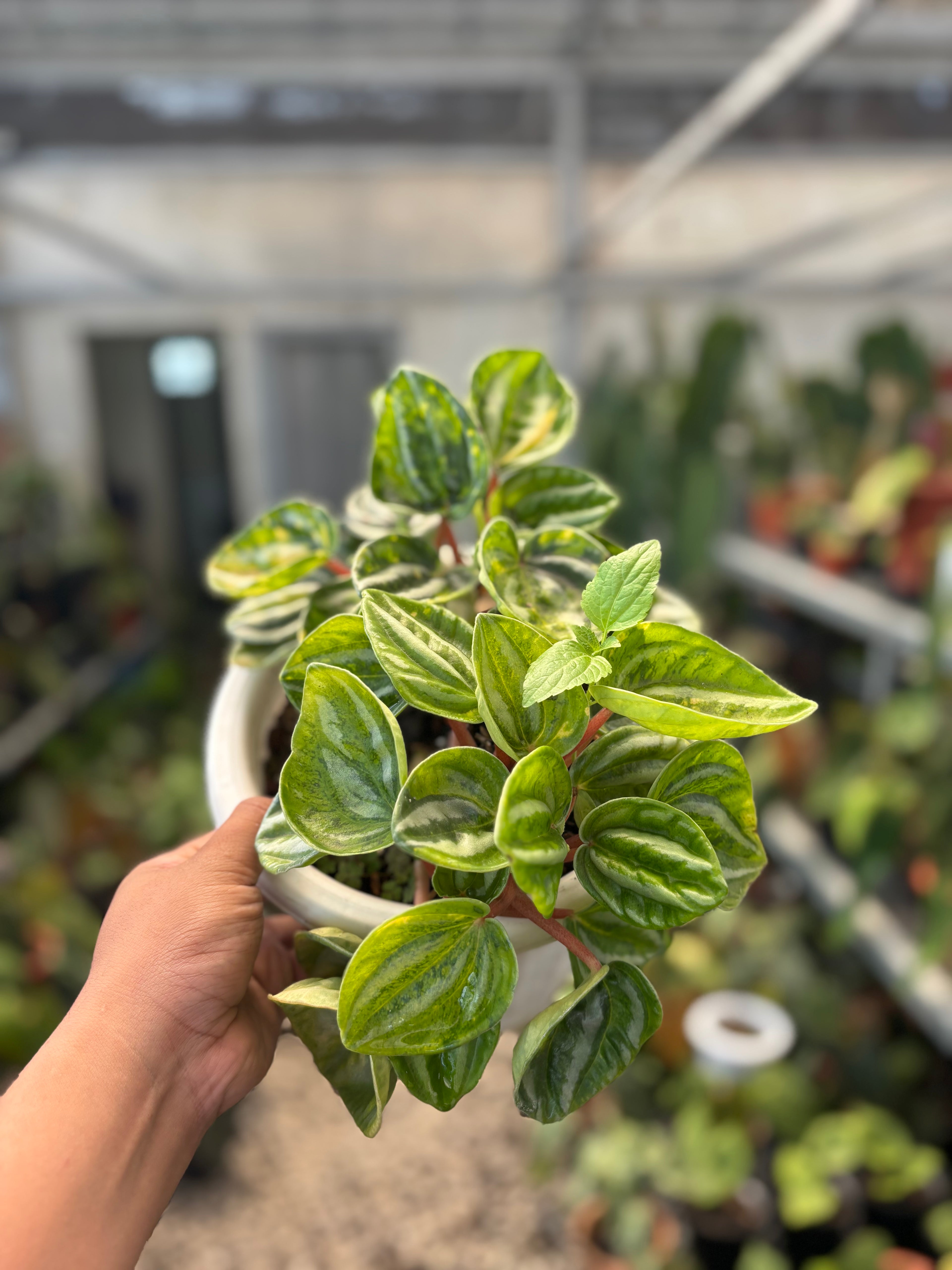 Peperomia Variegated