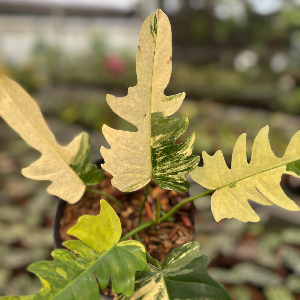 Philodendron Distantilobum x Florida Beauty