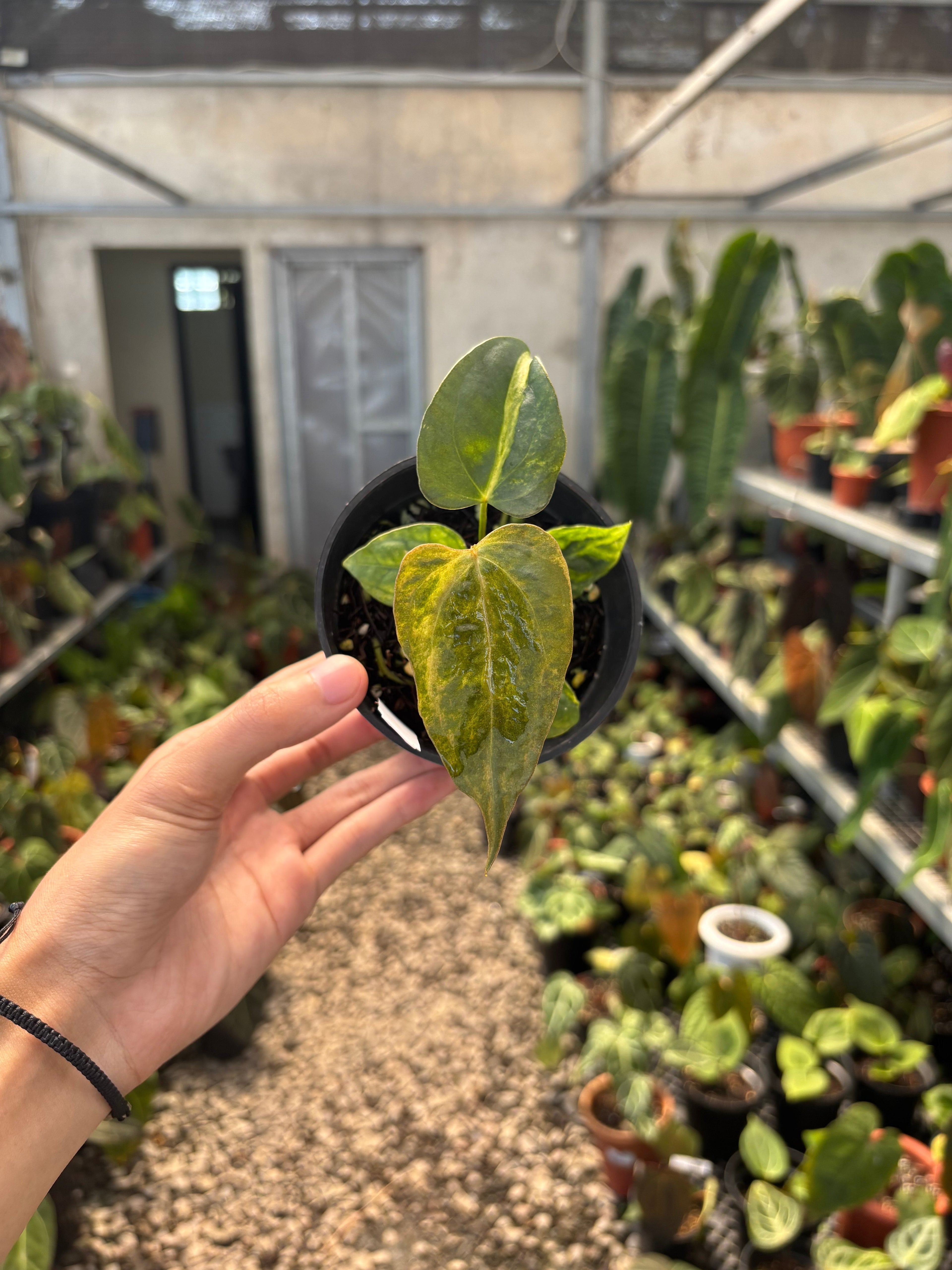 Anthurium Papillilaminum Variegated x Subsignatum