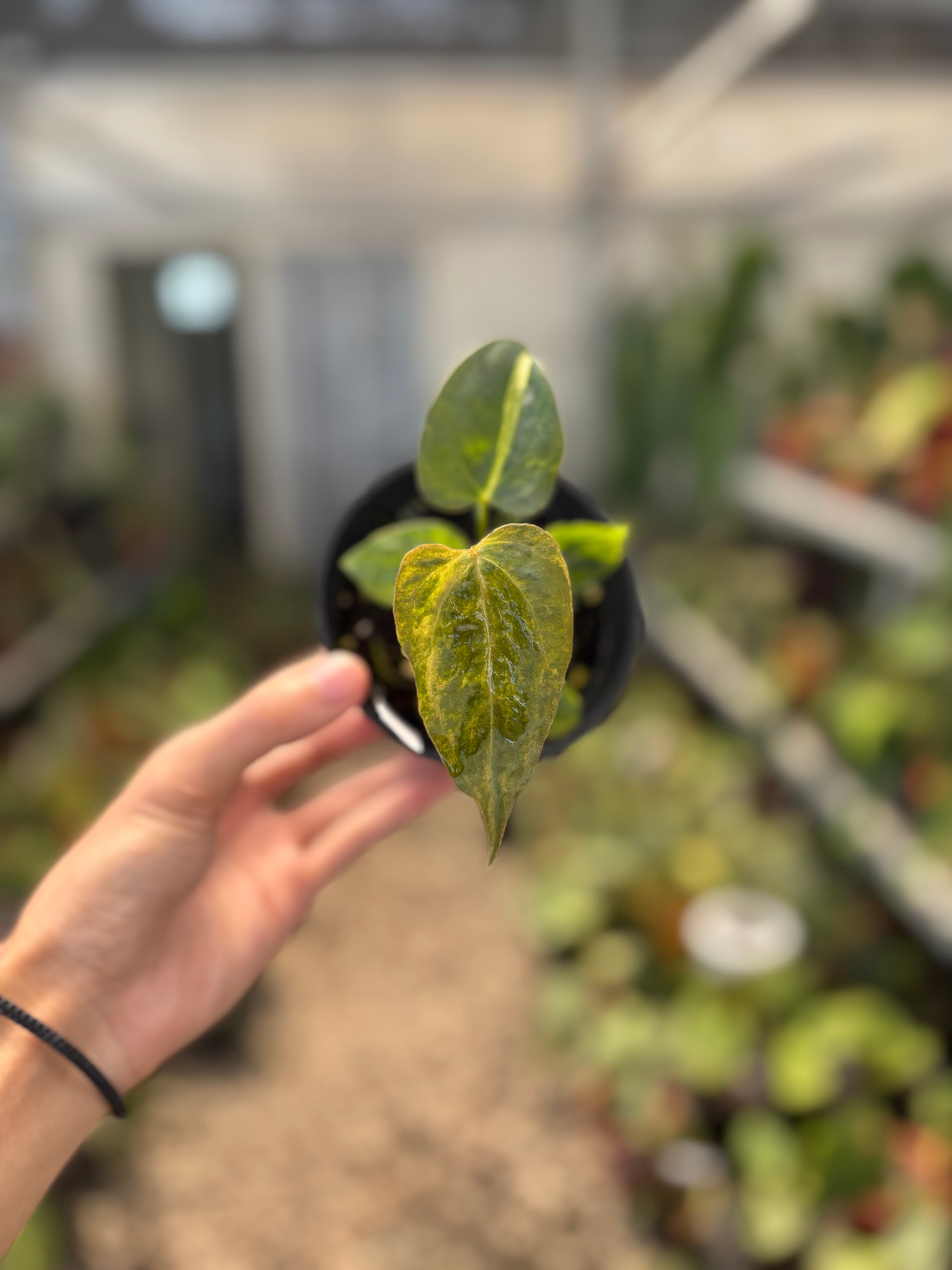 Anthurium Papillilaminum Variegated x Subsignatum