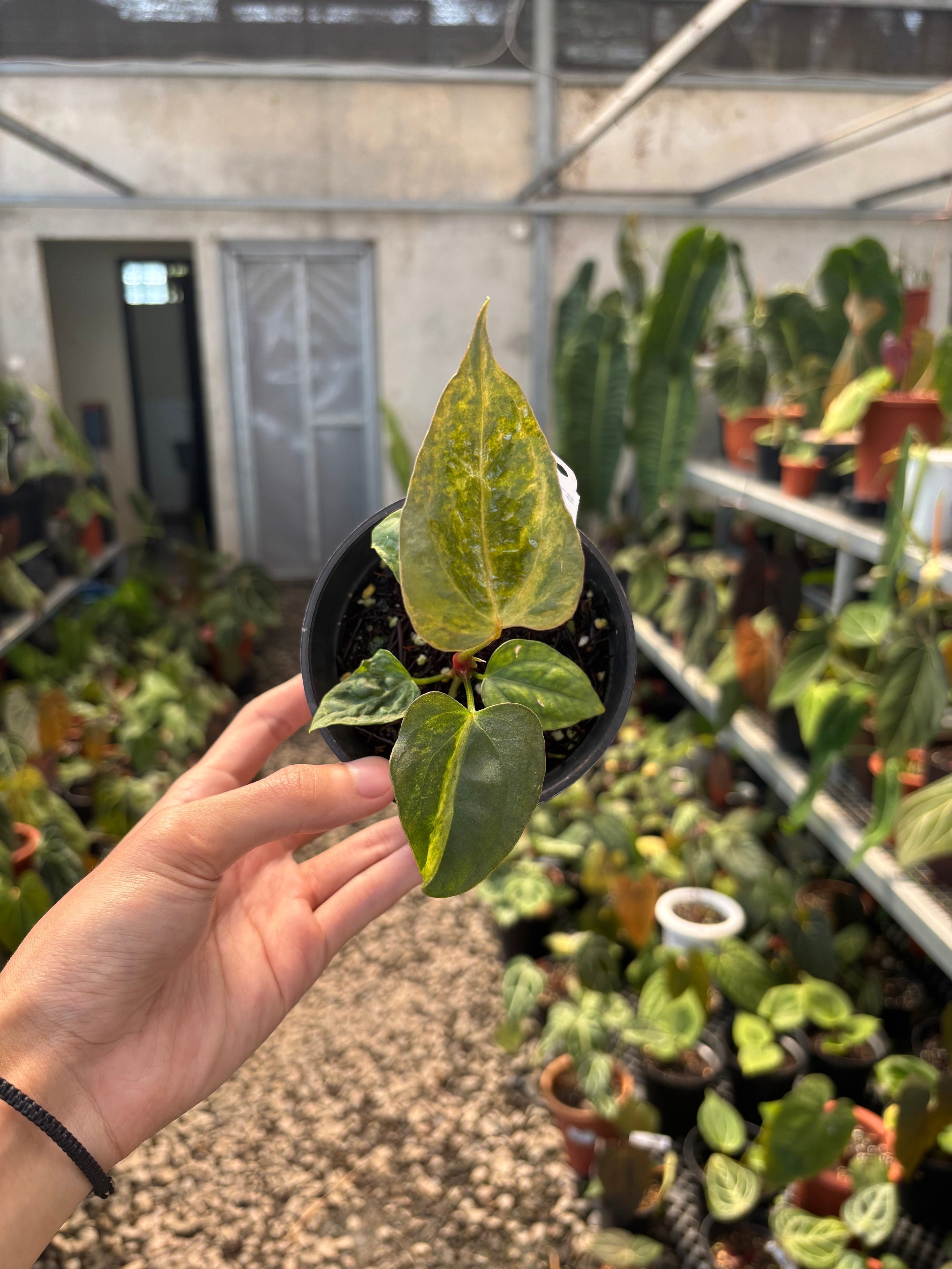 Anthurium Papillilaminum Variegated x Subsignatum