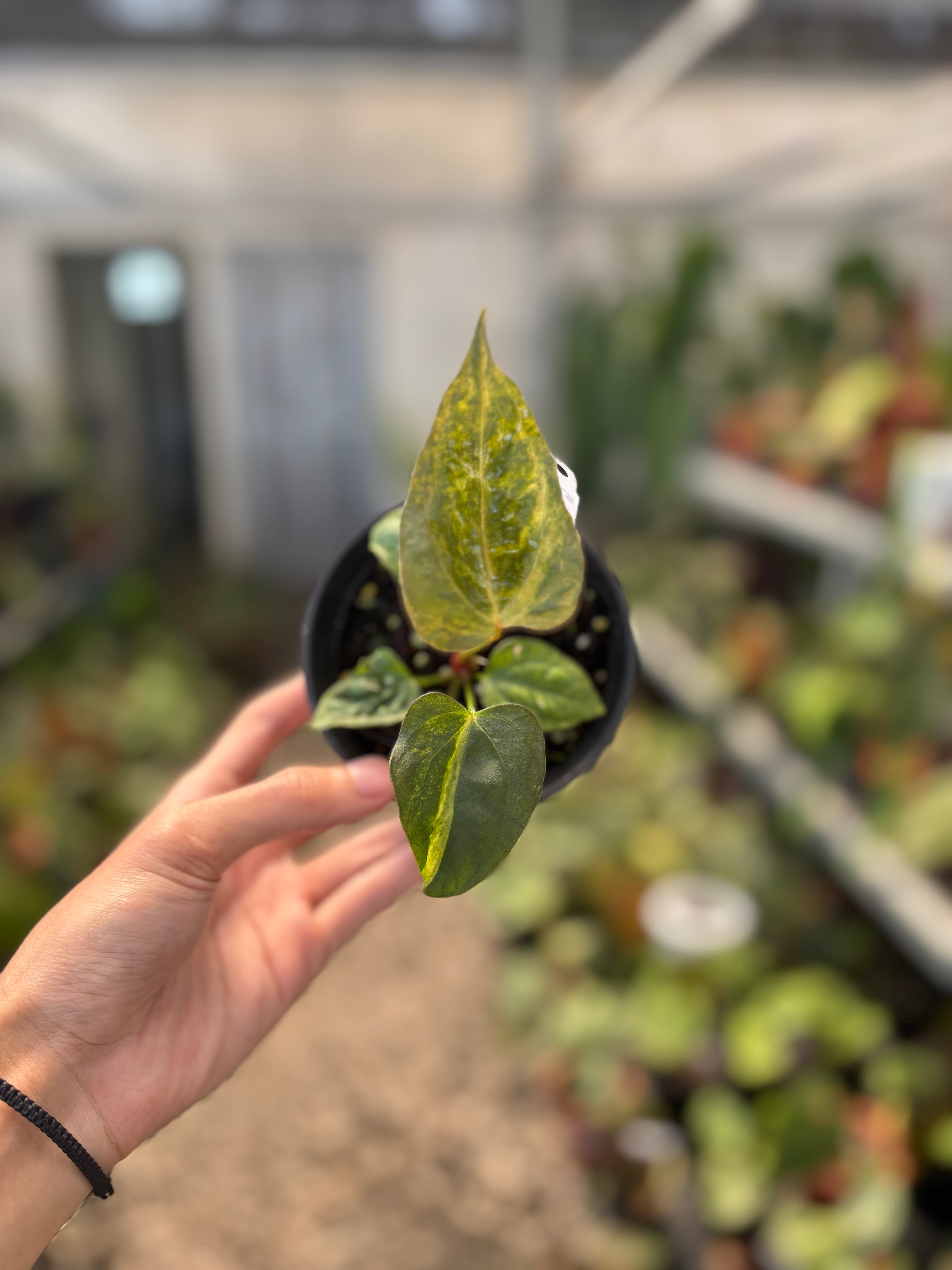 Anthurium Papillilaminum Variegated x Subsignatum
