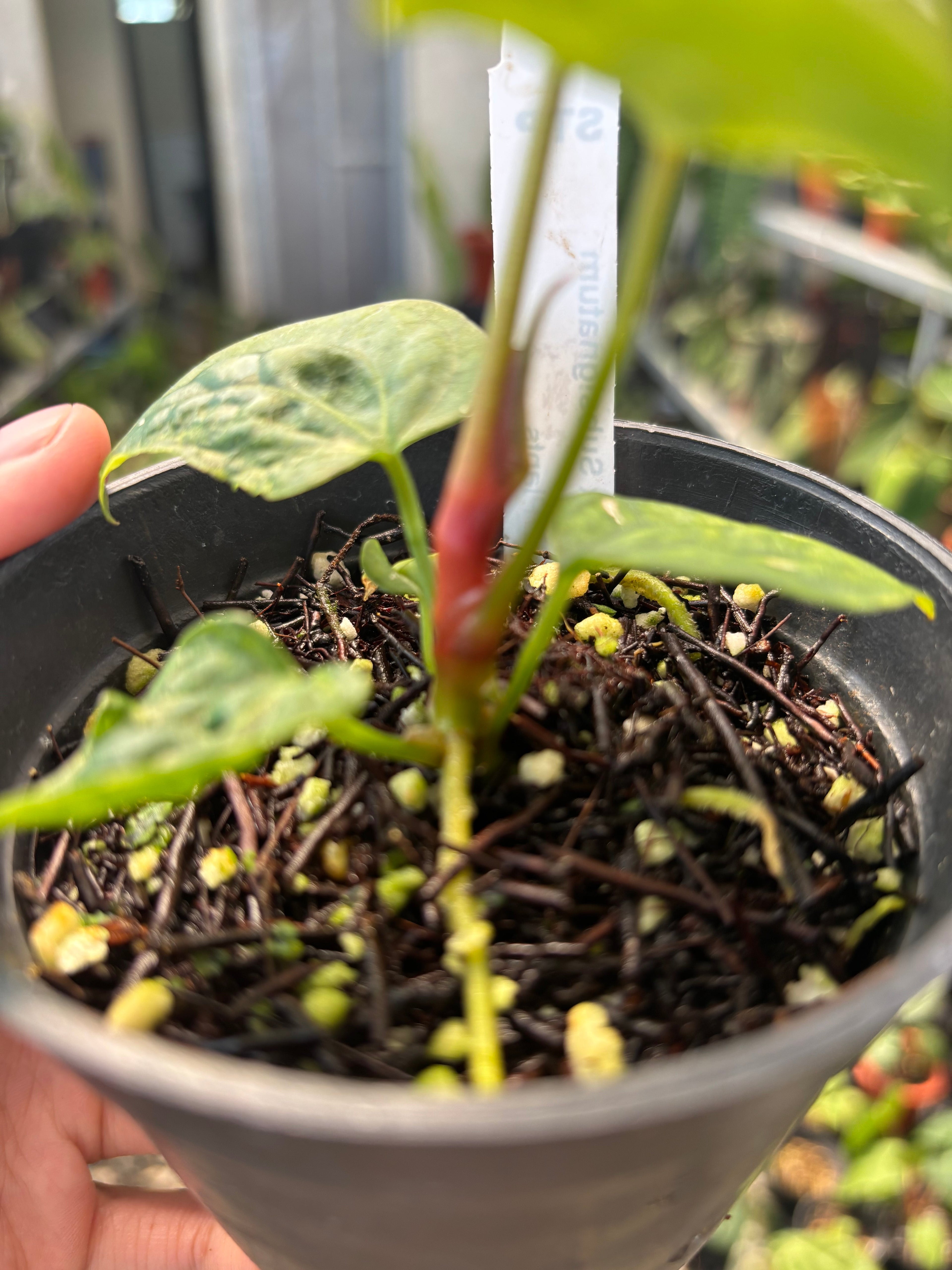 Anthurium Papillilaminum Variegated x Subsignatum