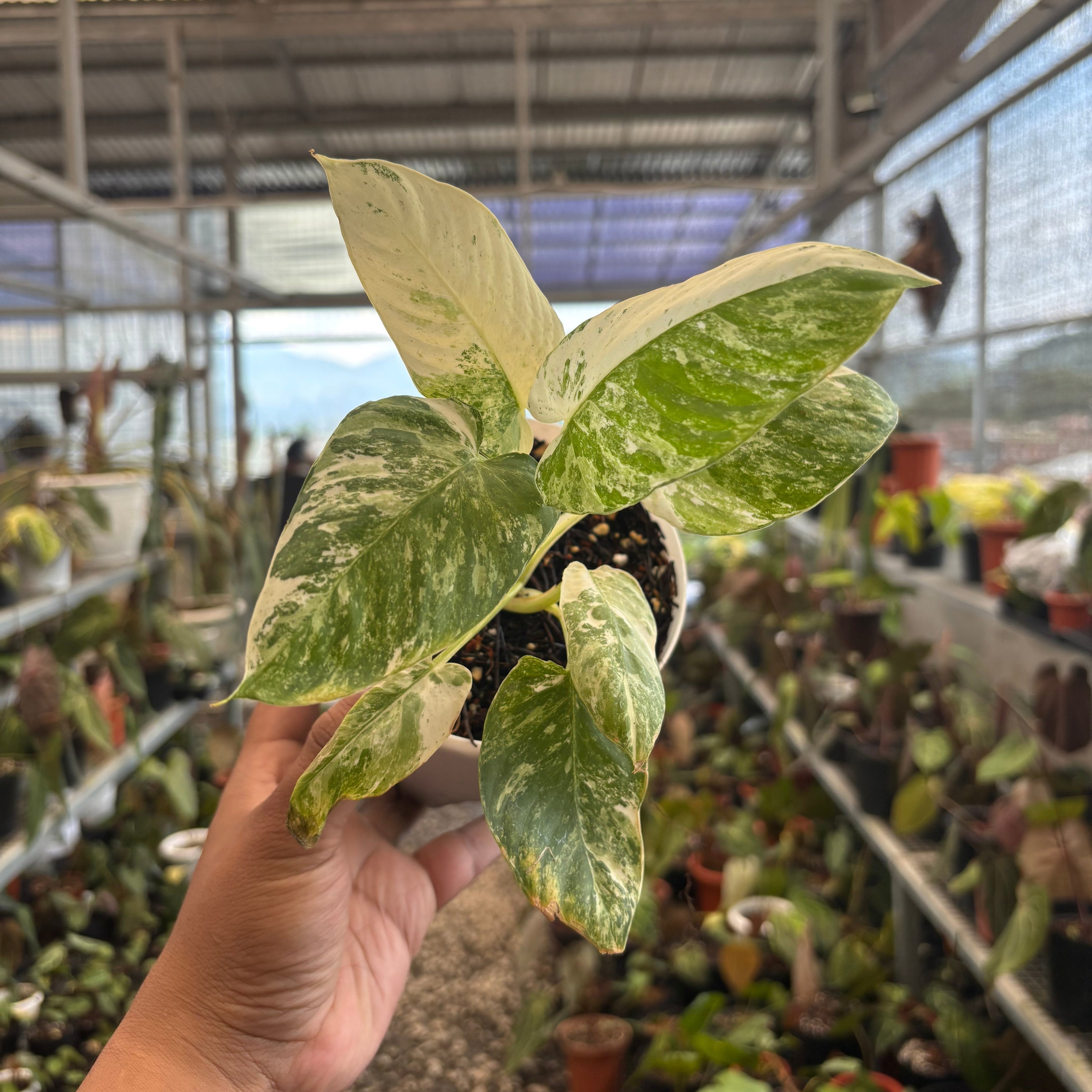 Homalomena sp Borneo Variegated