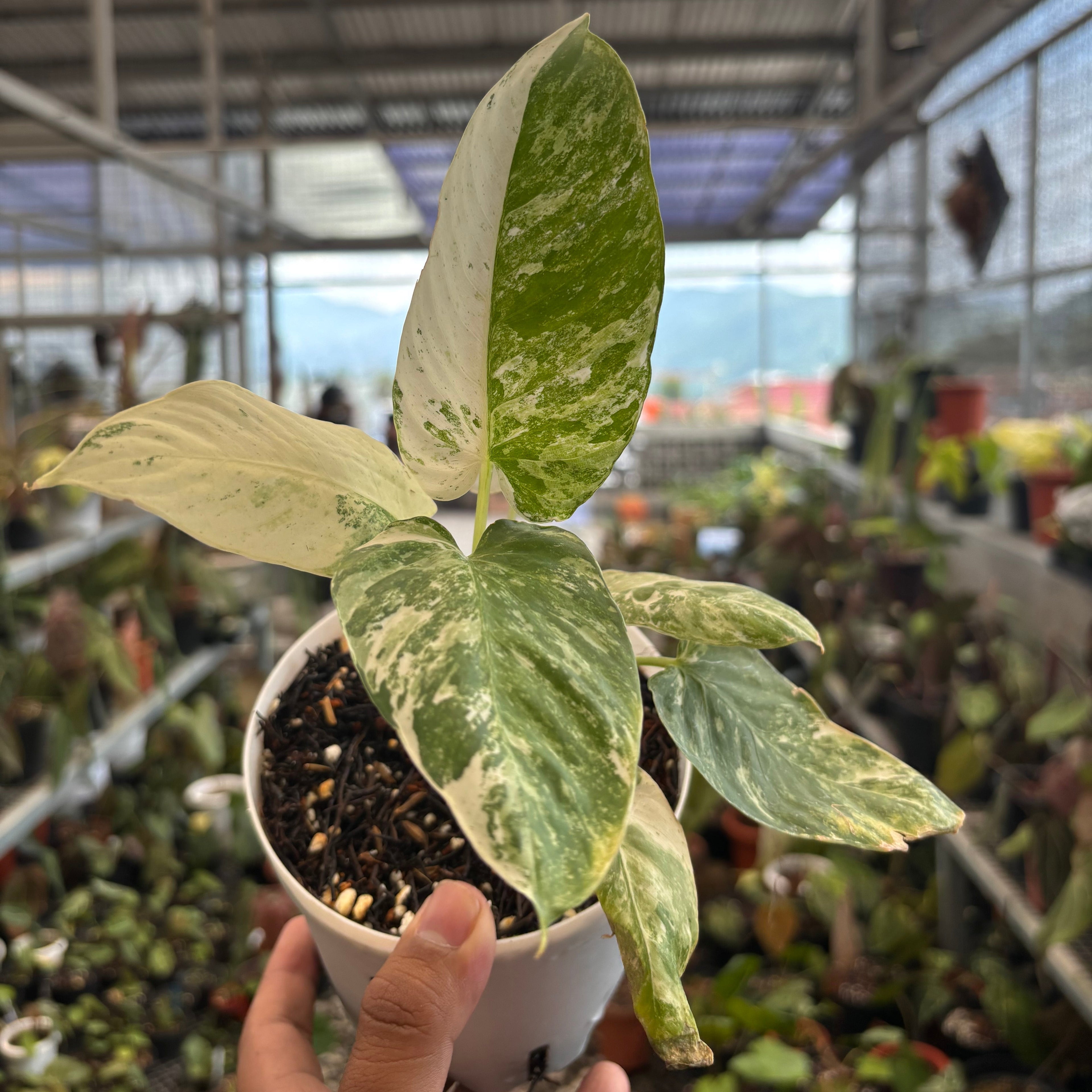 Homalomena sp Borneo Variegated