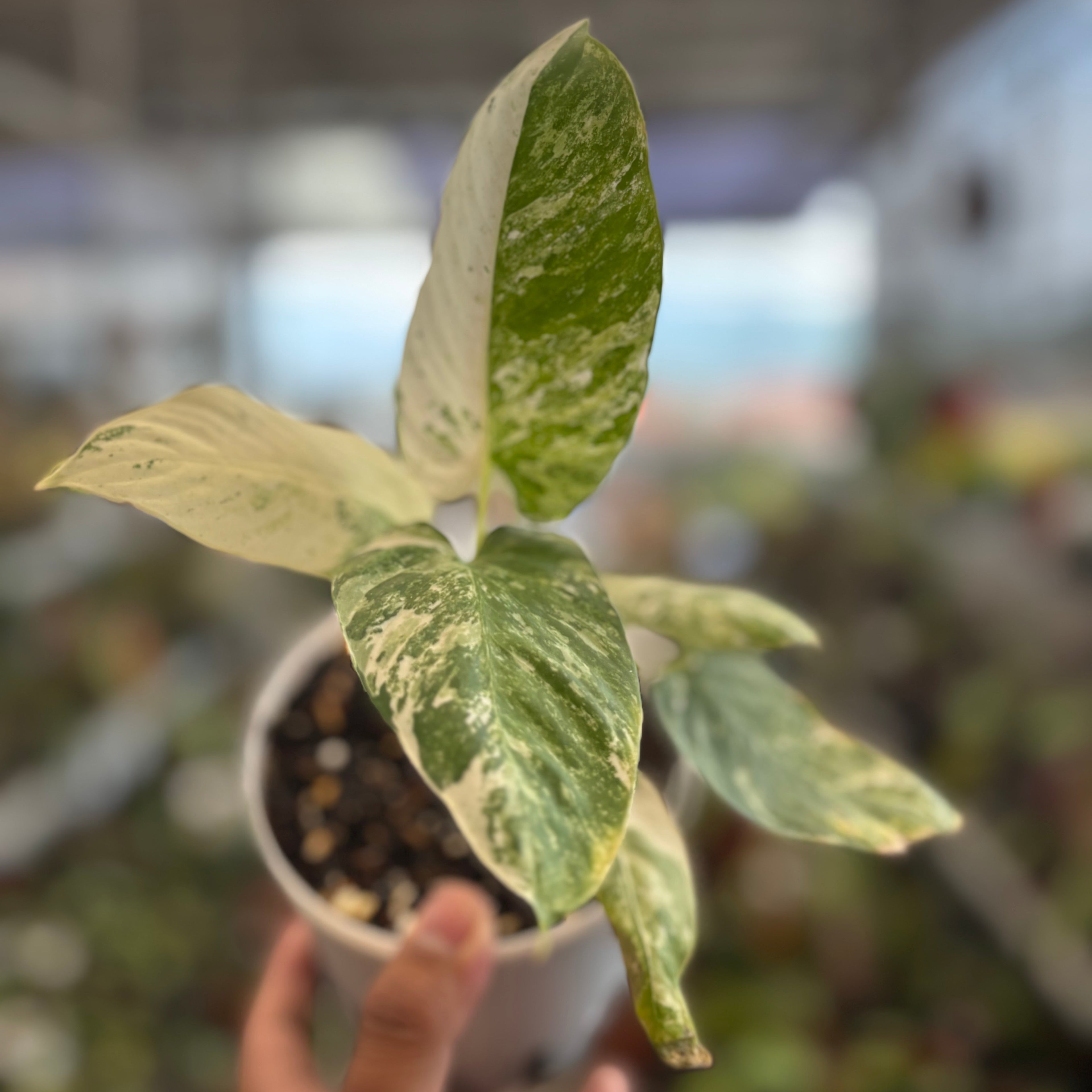 Homalomena sp Borneo Variegated