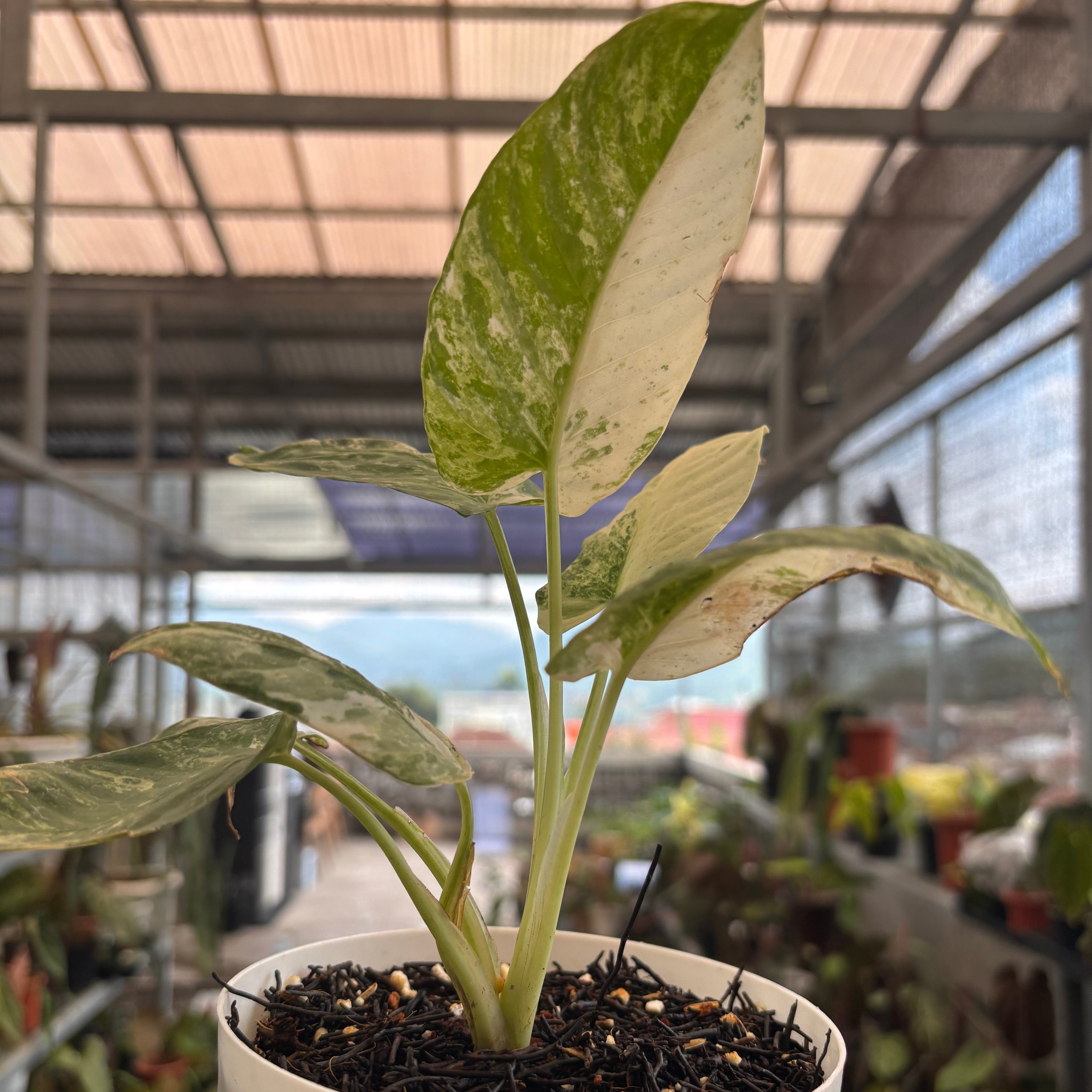 Homalomena sp Borneo Variegated
