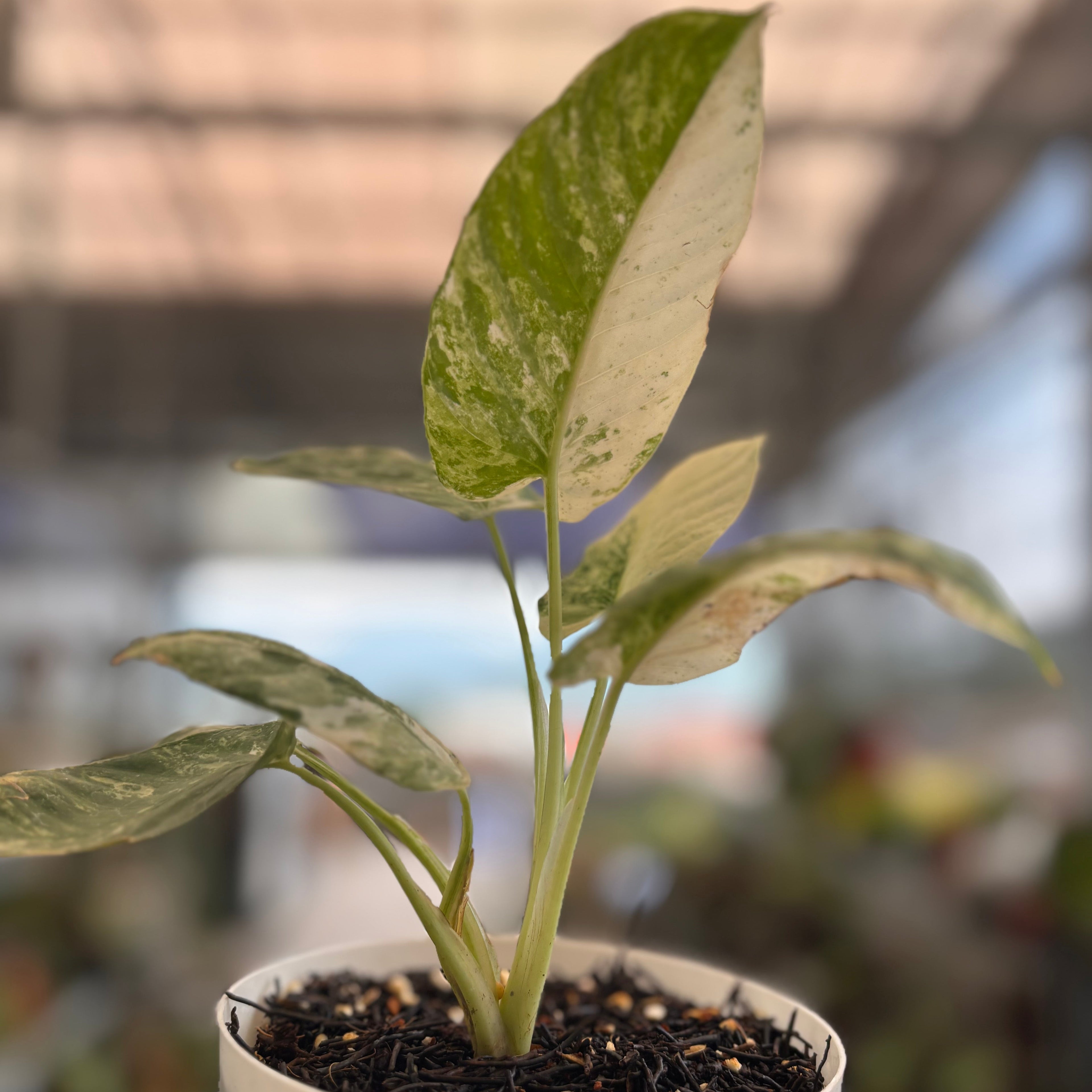Homalomena sp Borneo Variegated