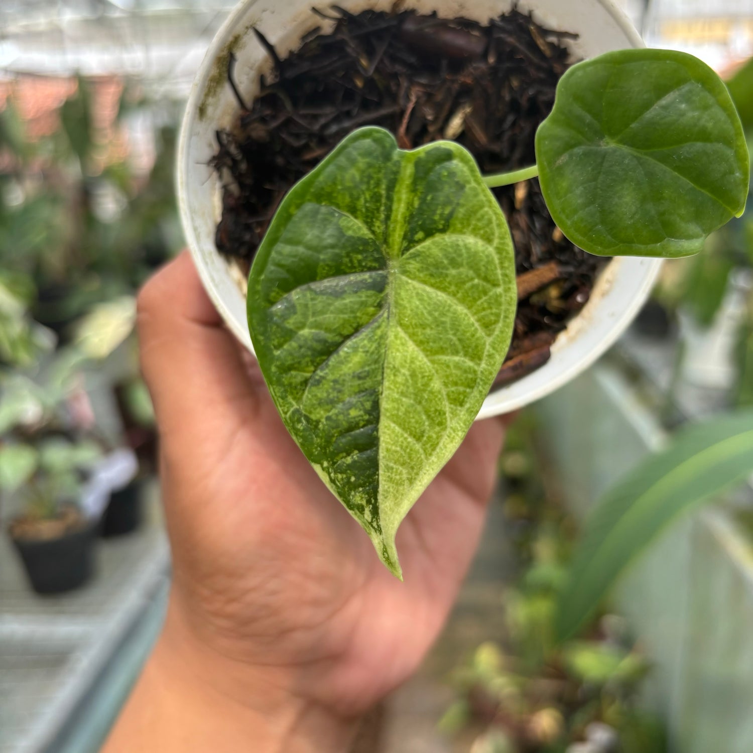 Alocasia Dragon Scale Variegated