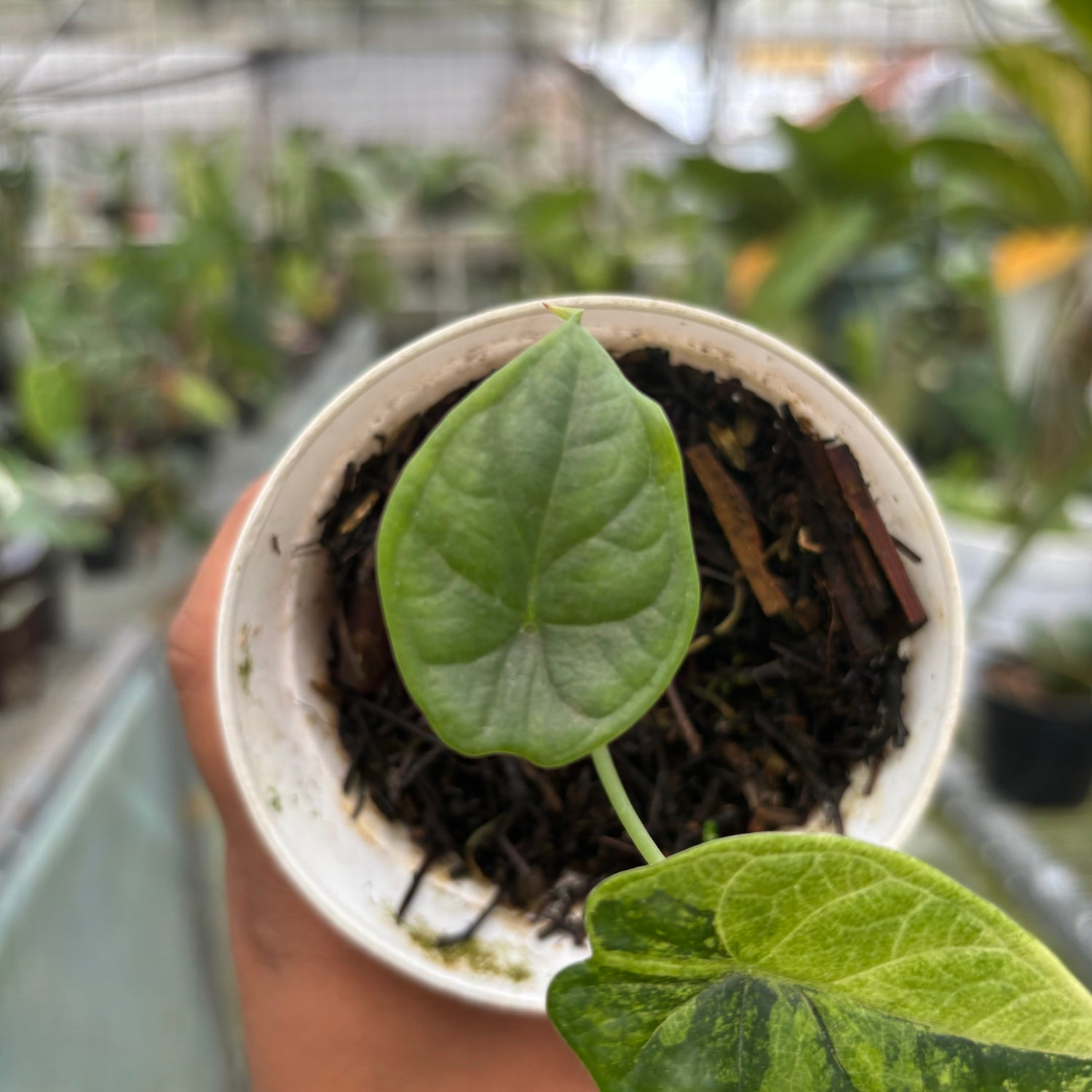 Alocasia Dragon Scale Variegated