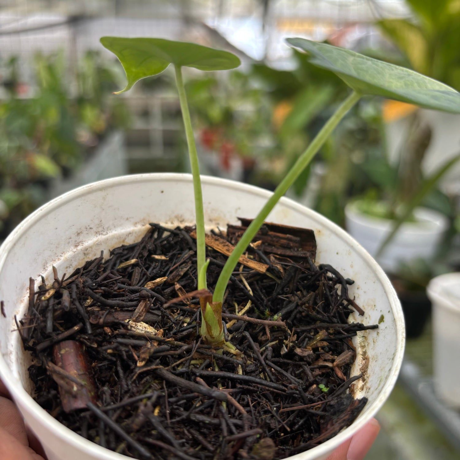 Alocasia Dragon Scale Variegated