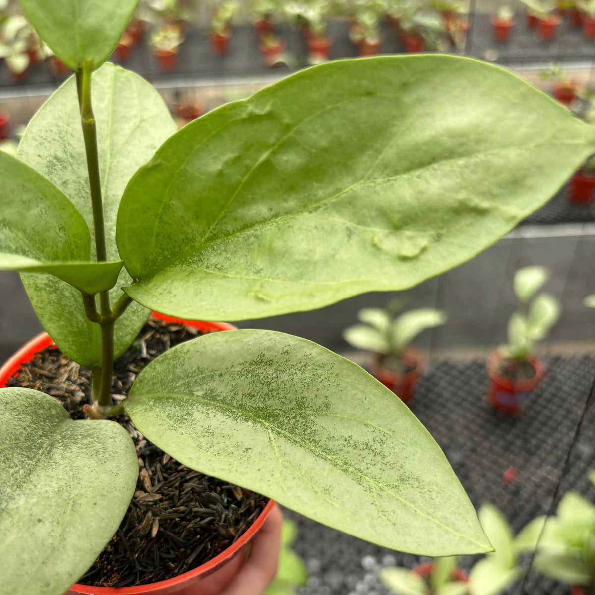 Hoya Elliptica x Glabra "ELLIRA"