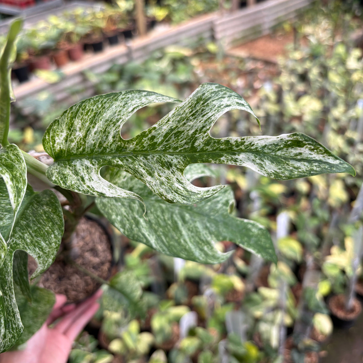 Epipremnum Pinnatum White Dagger