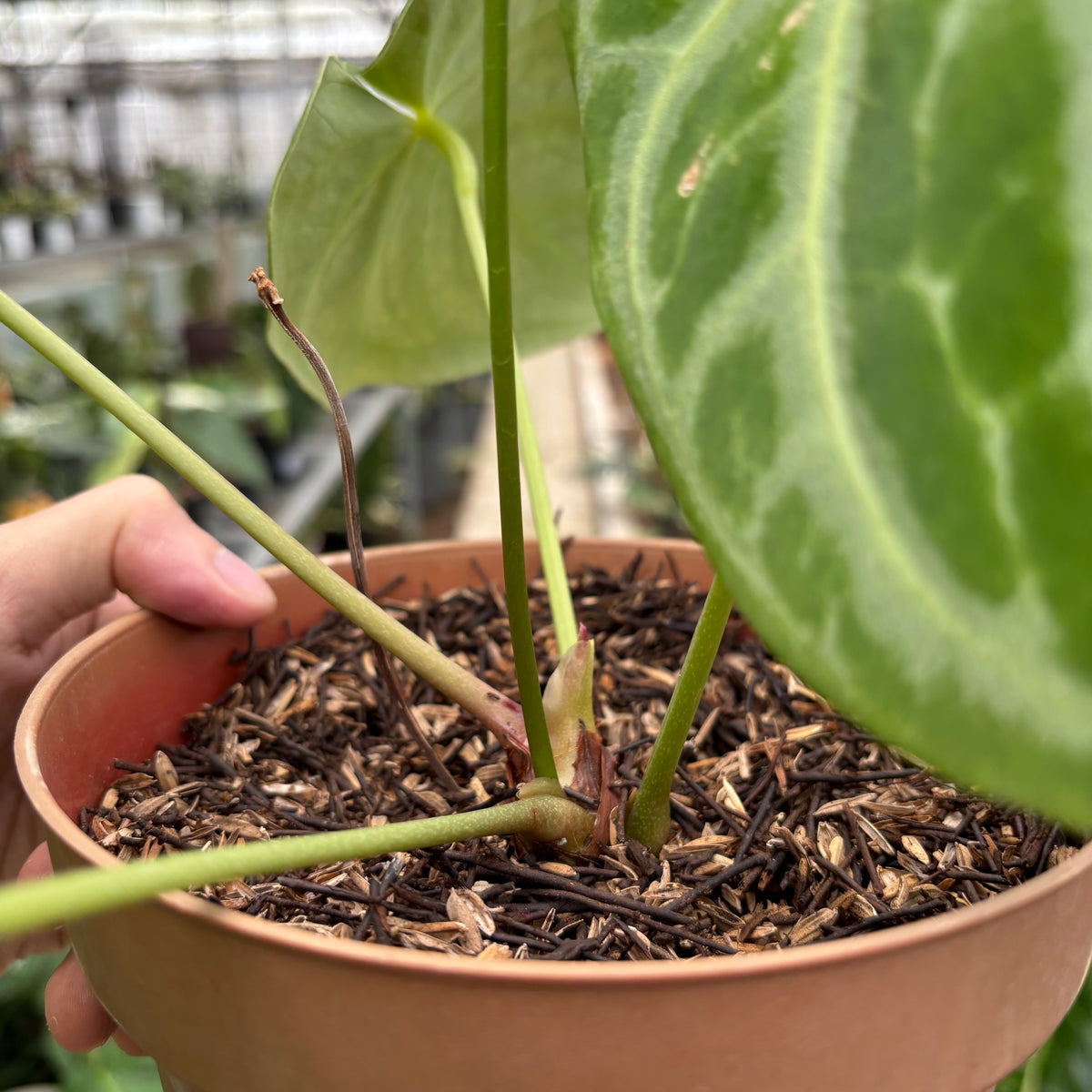 RP17-10 Anthurium Crystallinum x Domino