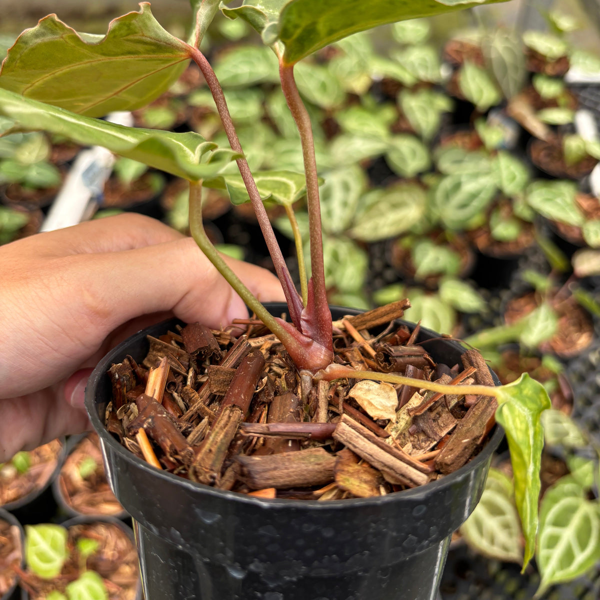 Anthurium Hellboy x Muchlis RC