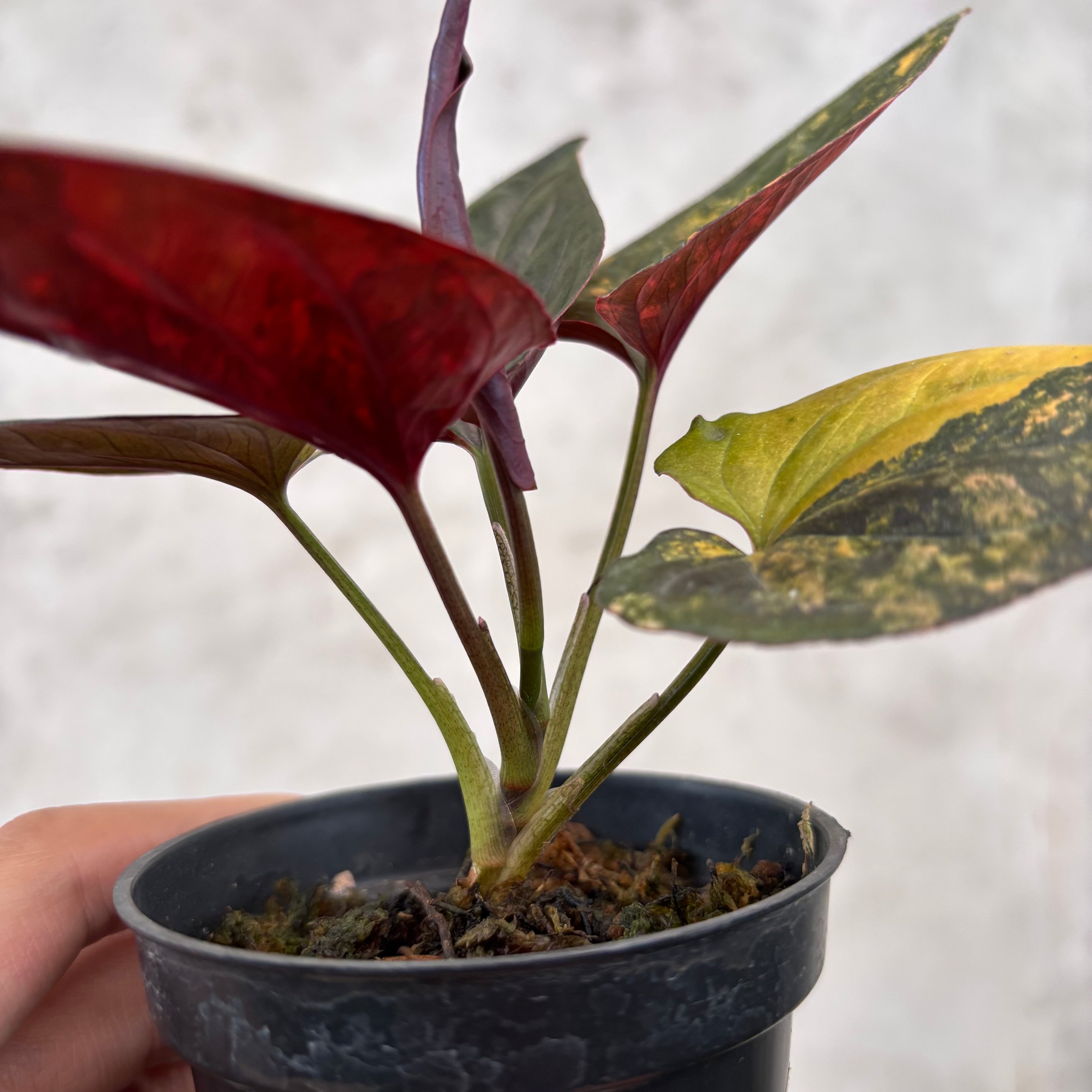Syngonium Red Arrow