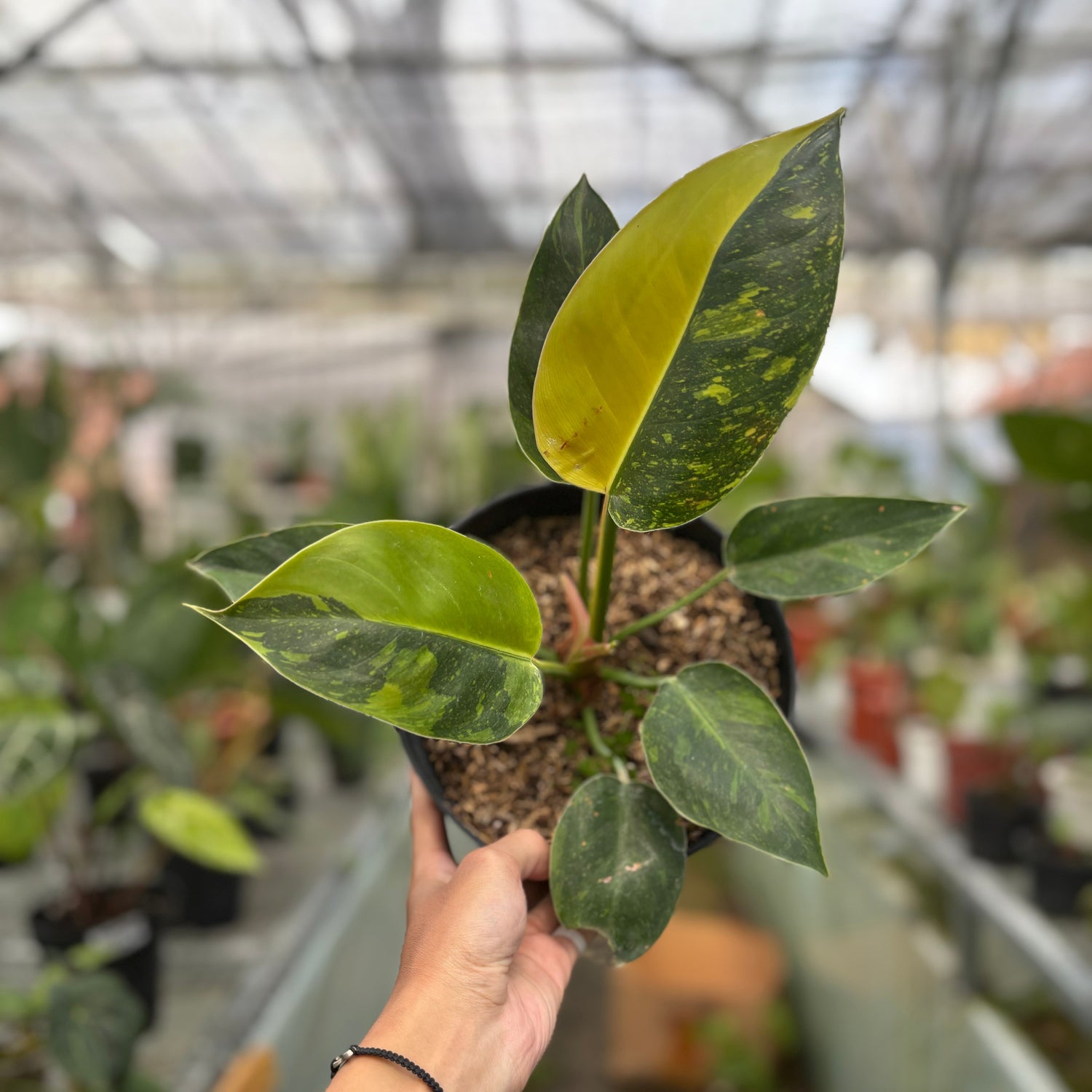 🎁 Philodendron Green Congo Marble Variegated (100% off)