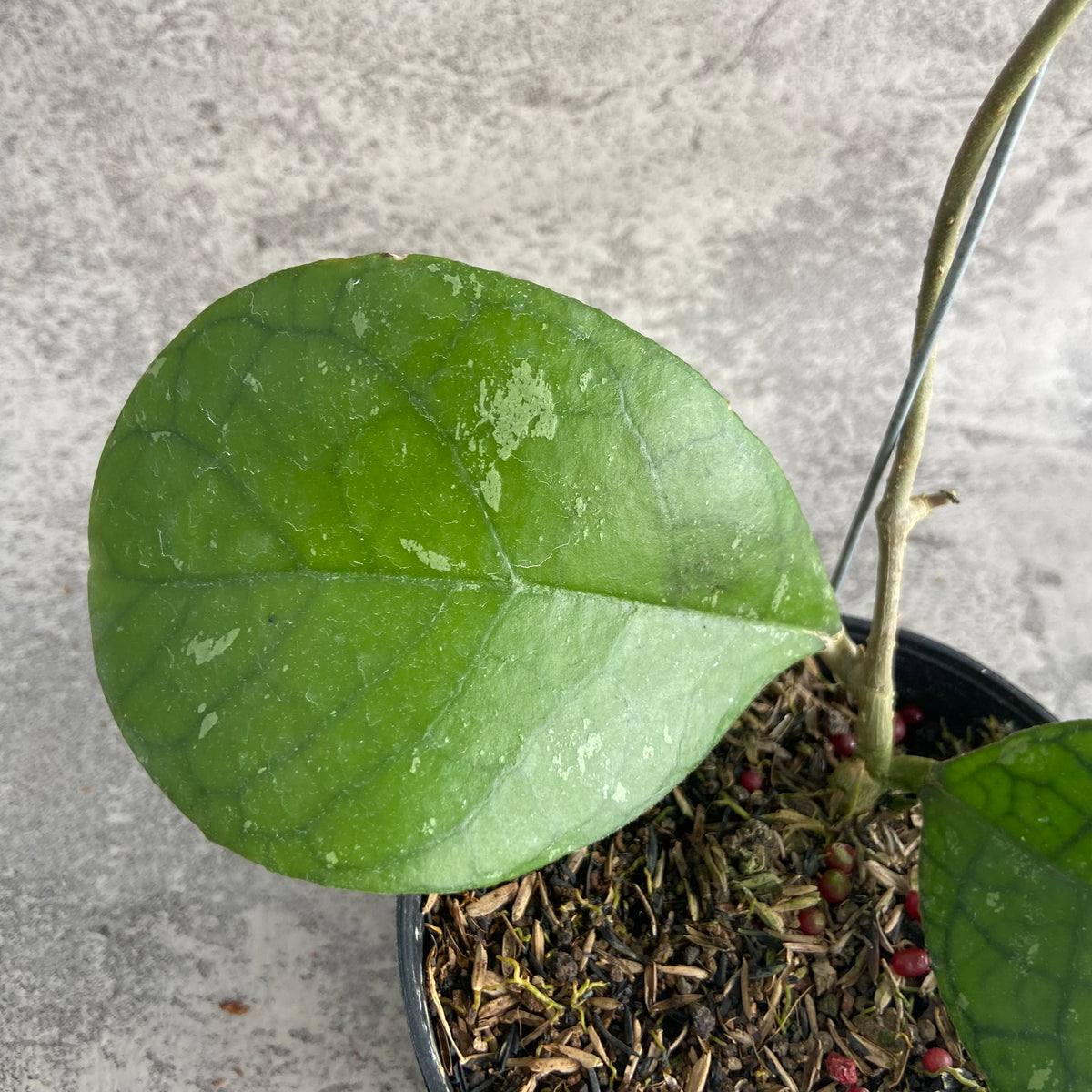 RP59-10 Hoya SP Bengkulu Roundleaf