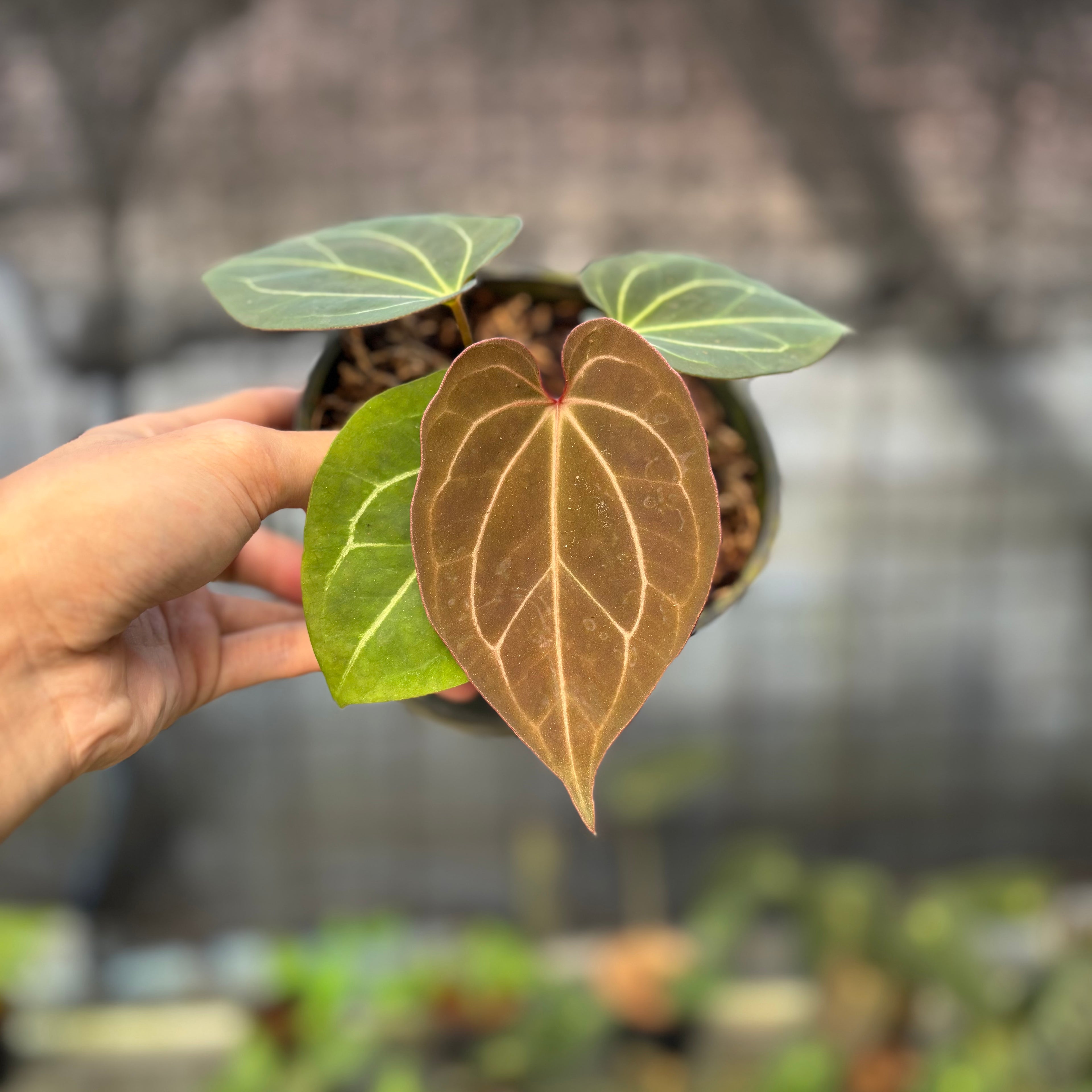 RP5-9 Anthurium King Of Spades
