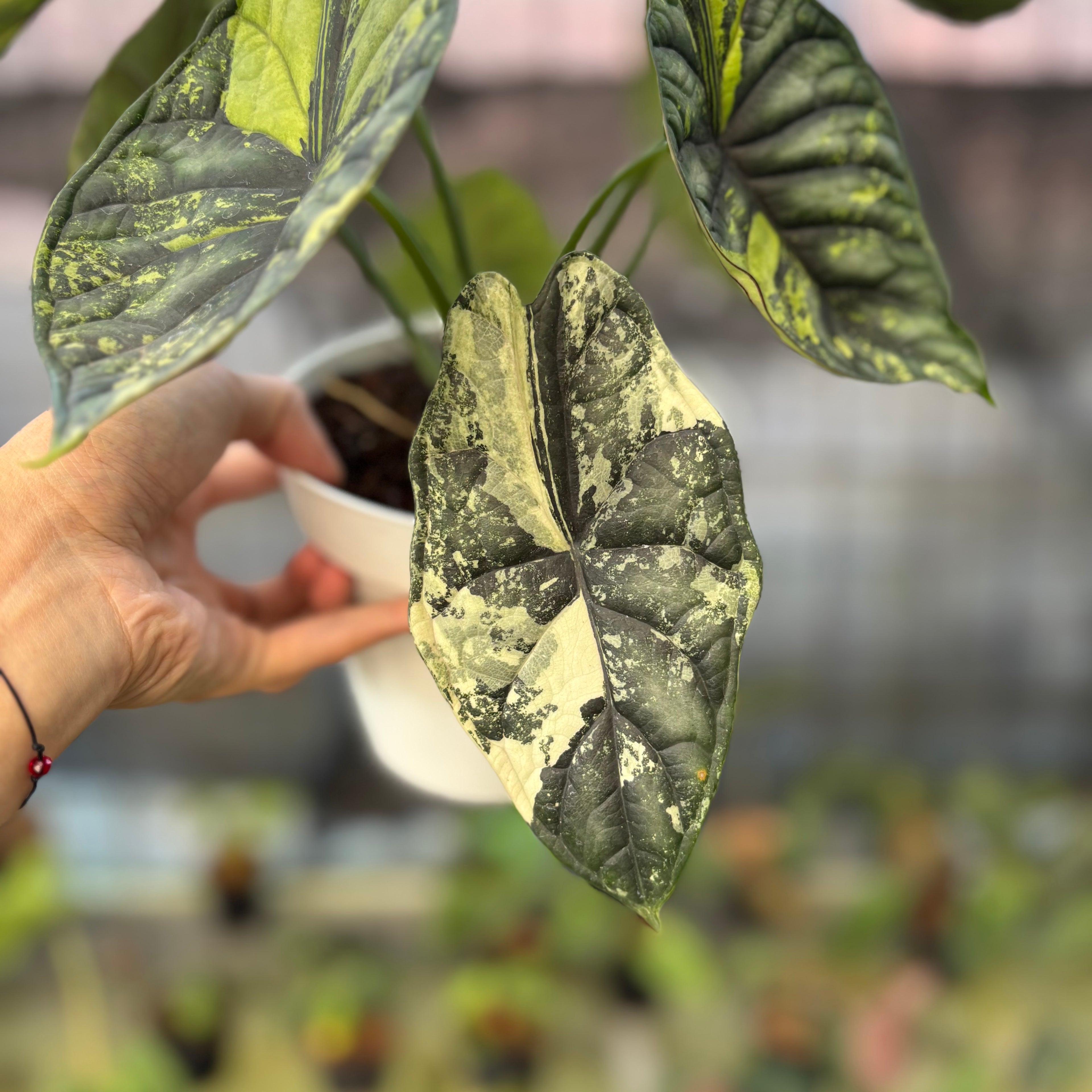 RP22-9 Alocasia Dragon Scale Variegated Mature Size