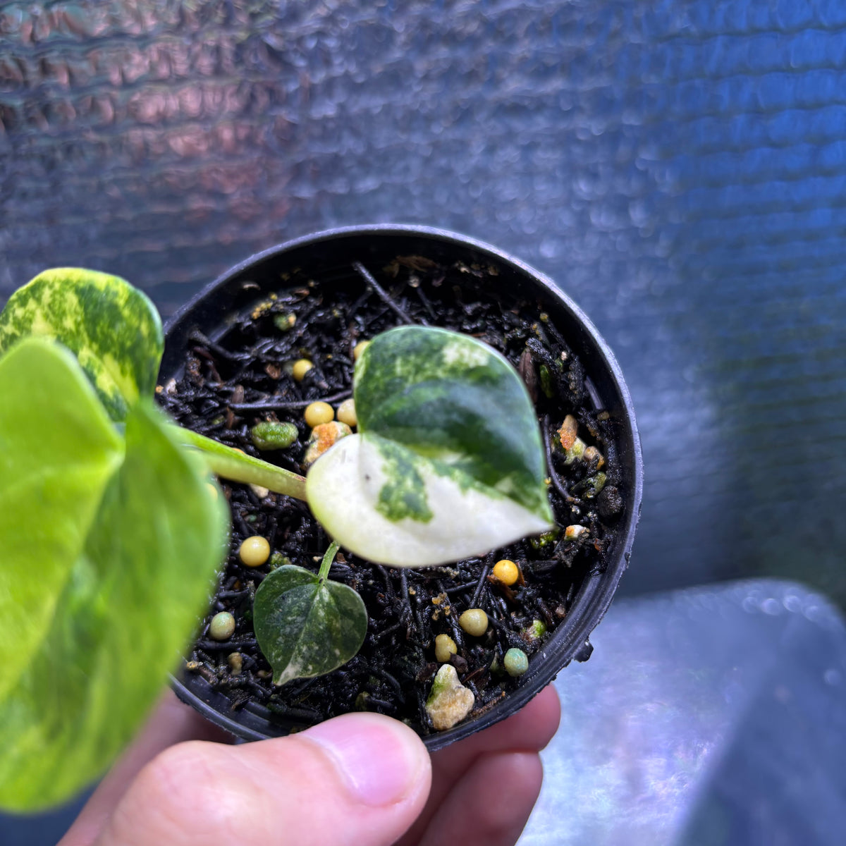 RP35-9 Anthurium KOS x AOS Variegated