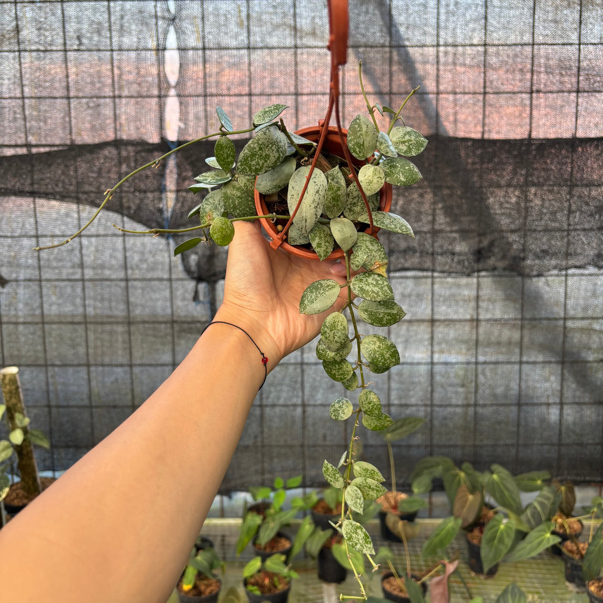 RP21-9 Hoya Lacunosa Silver Lime