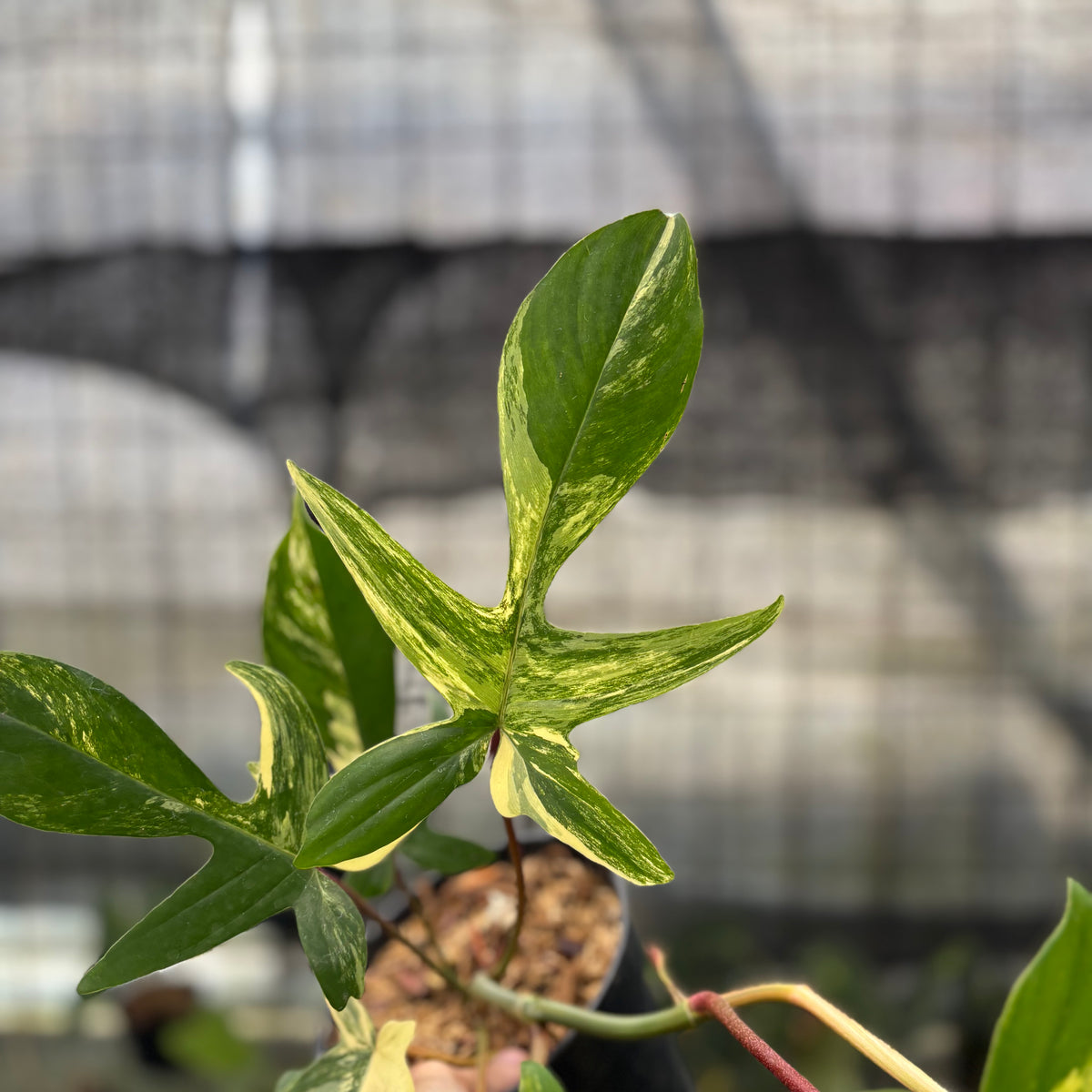 RP31-10 Philodendron Florida Beauty Mature Size