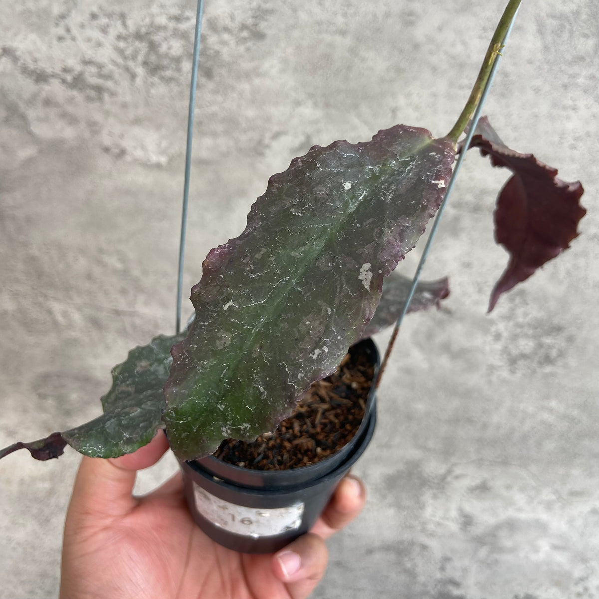 RP65-10 Hoya Undulata Red