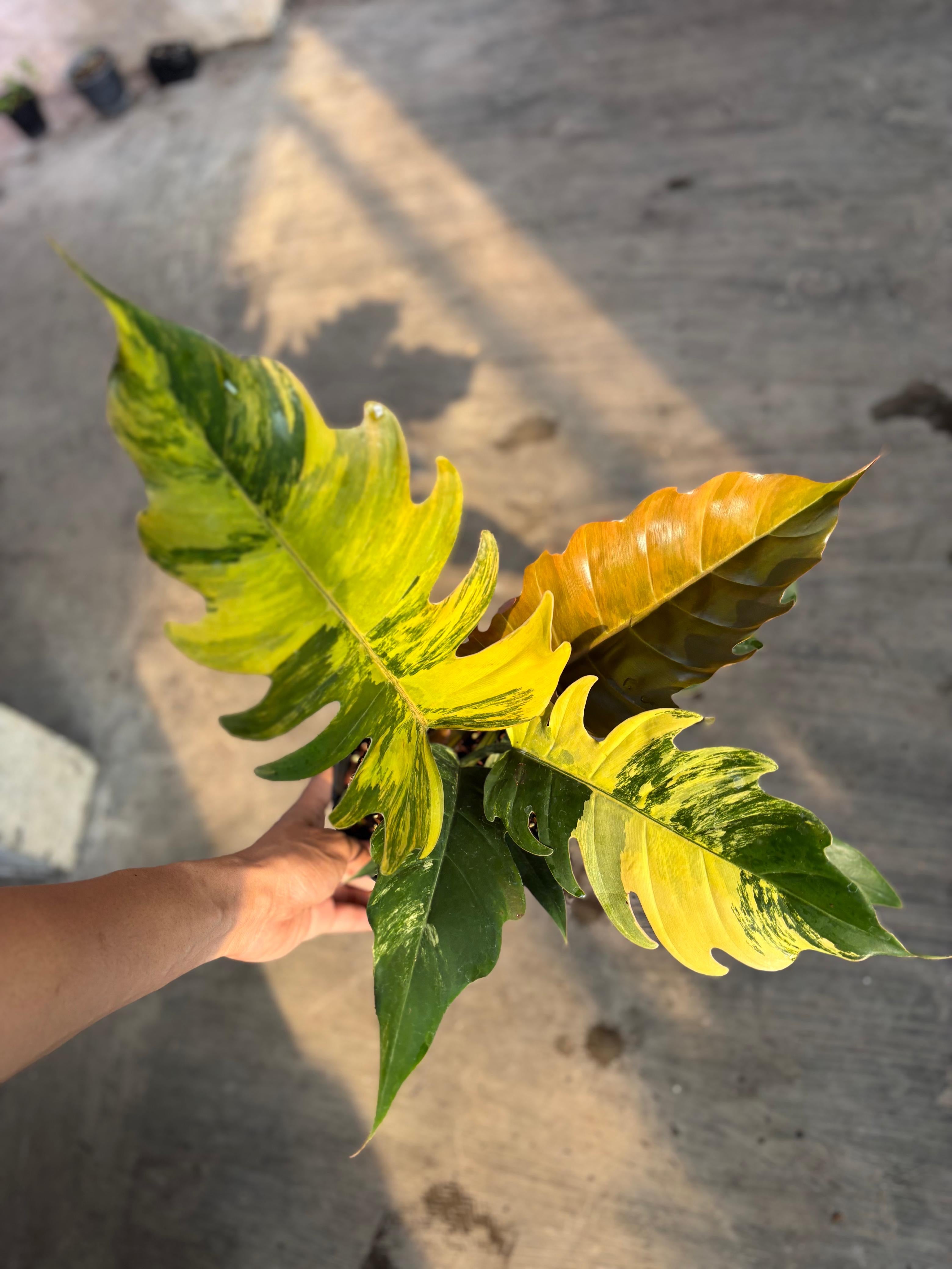RP102-6 Philodendron Caramel Marble Variegated Mature Size