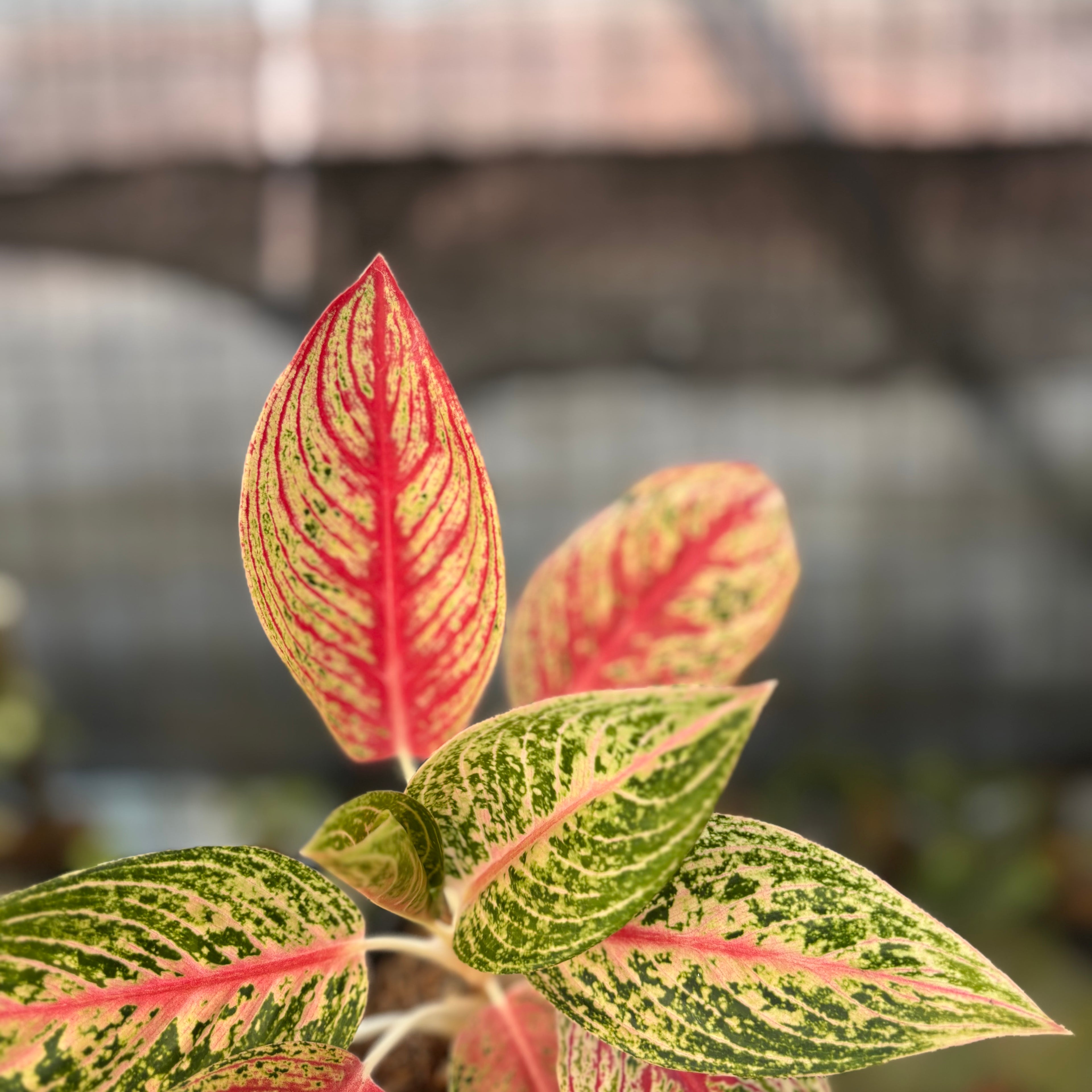 RP26-9 Aglaonema Red Legacy