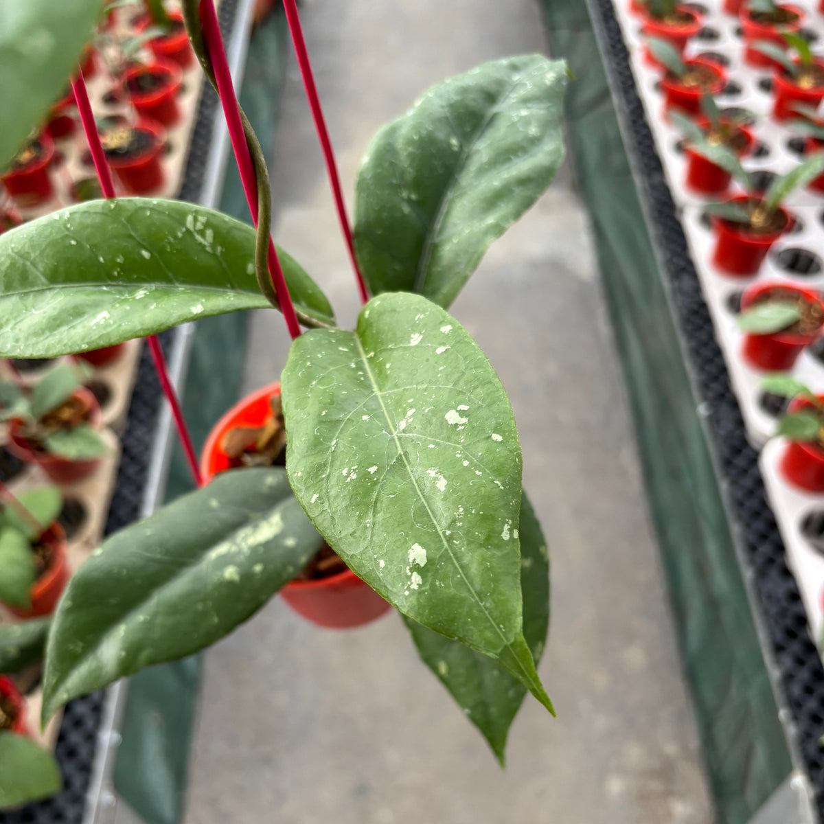 Hoya SP Aceh X-7