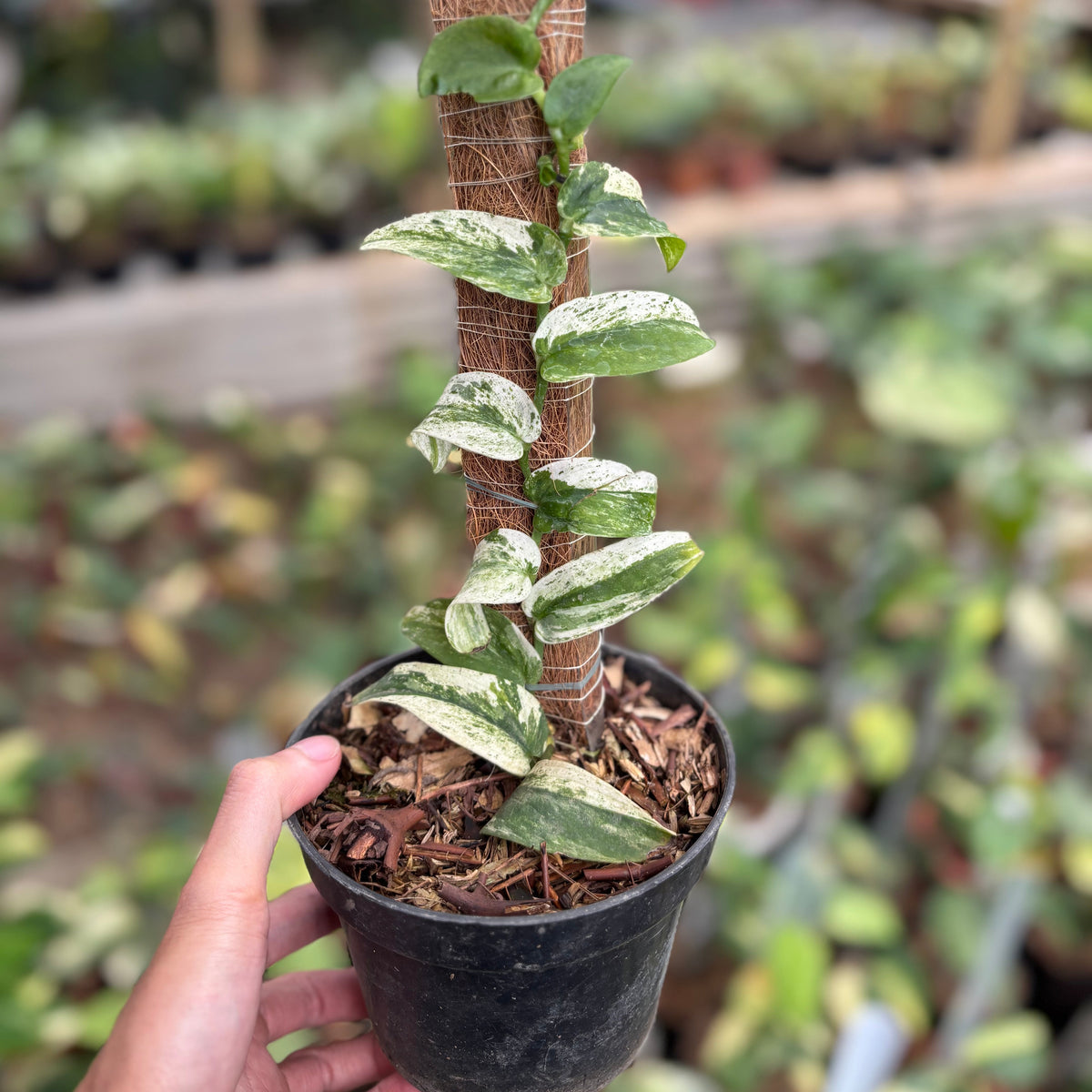 Rhaphidophora Korsthalsii Albo