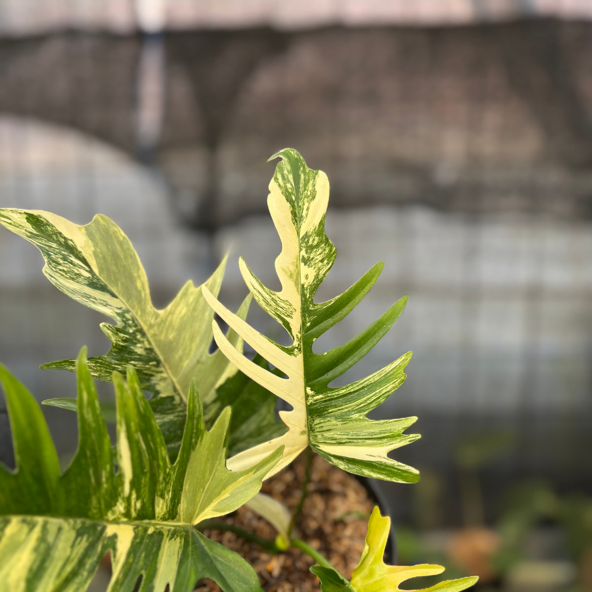 RP10-9 Philodendron Florida Beauty x Tortum Variegated