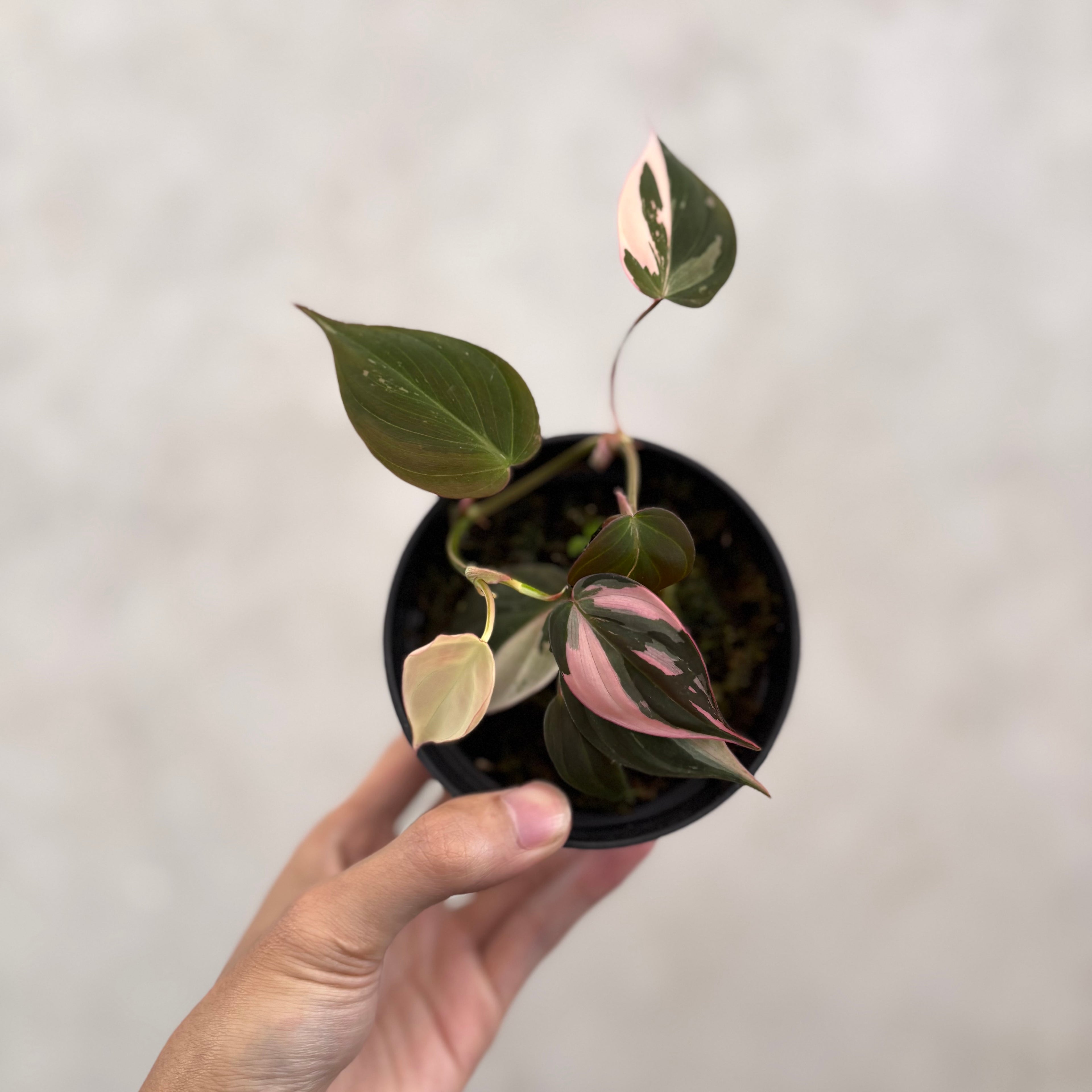 Philodendron Mican Pink Variegated