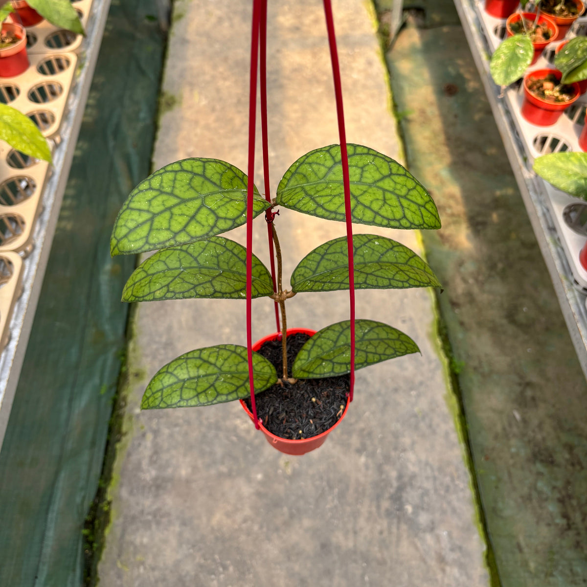 Hoya Callistophylla x Tanggamus