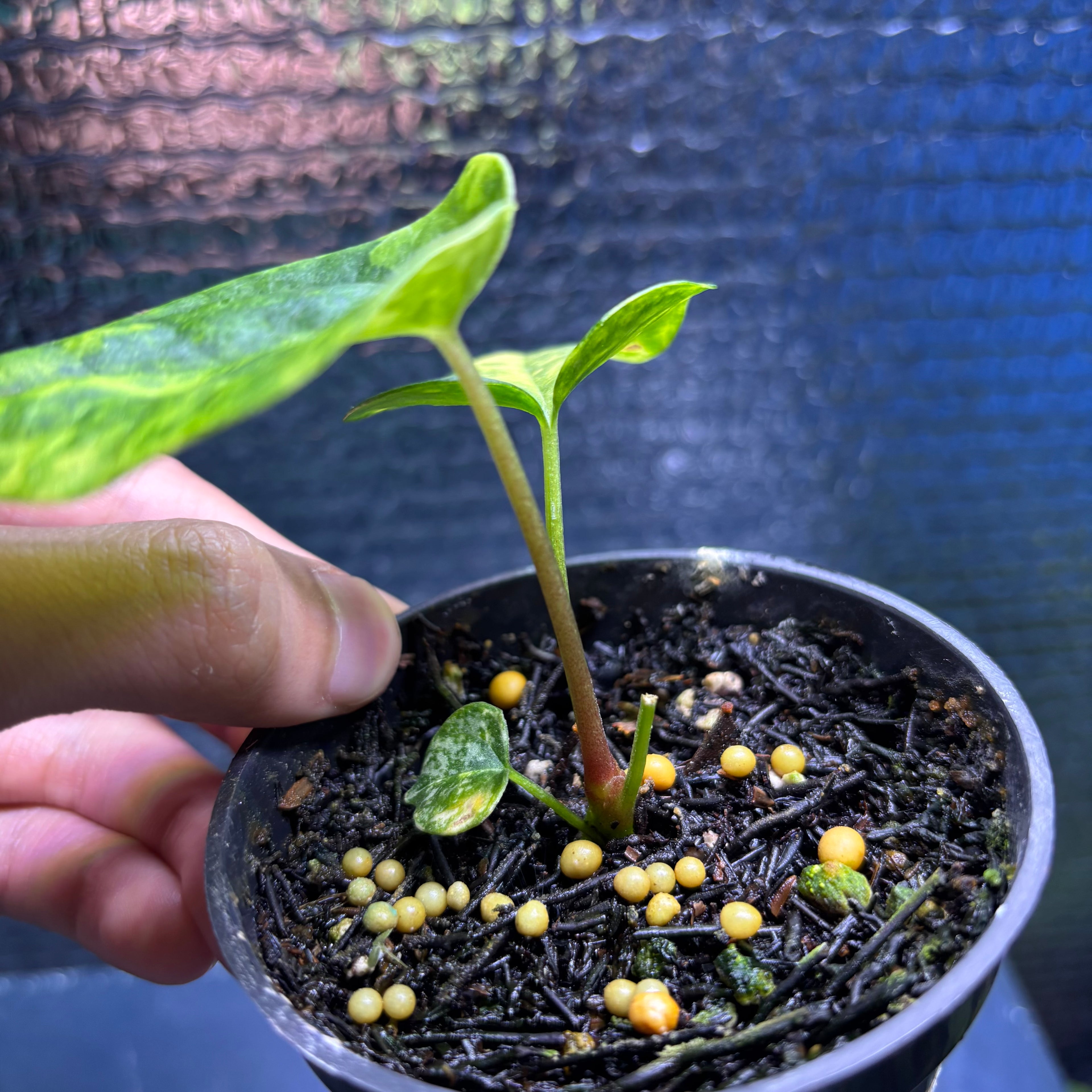 RP34-9 Anthurium KOS x AOS Variegated