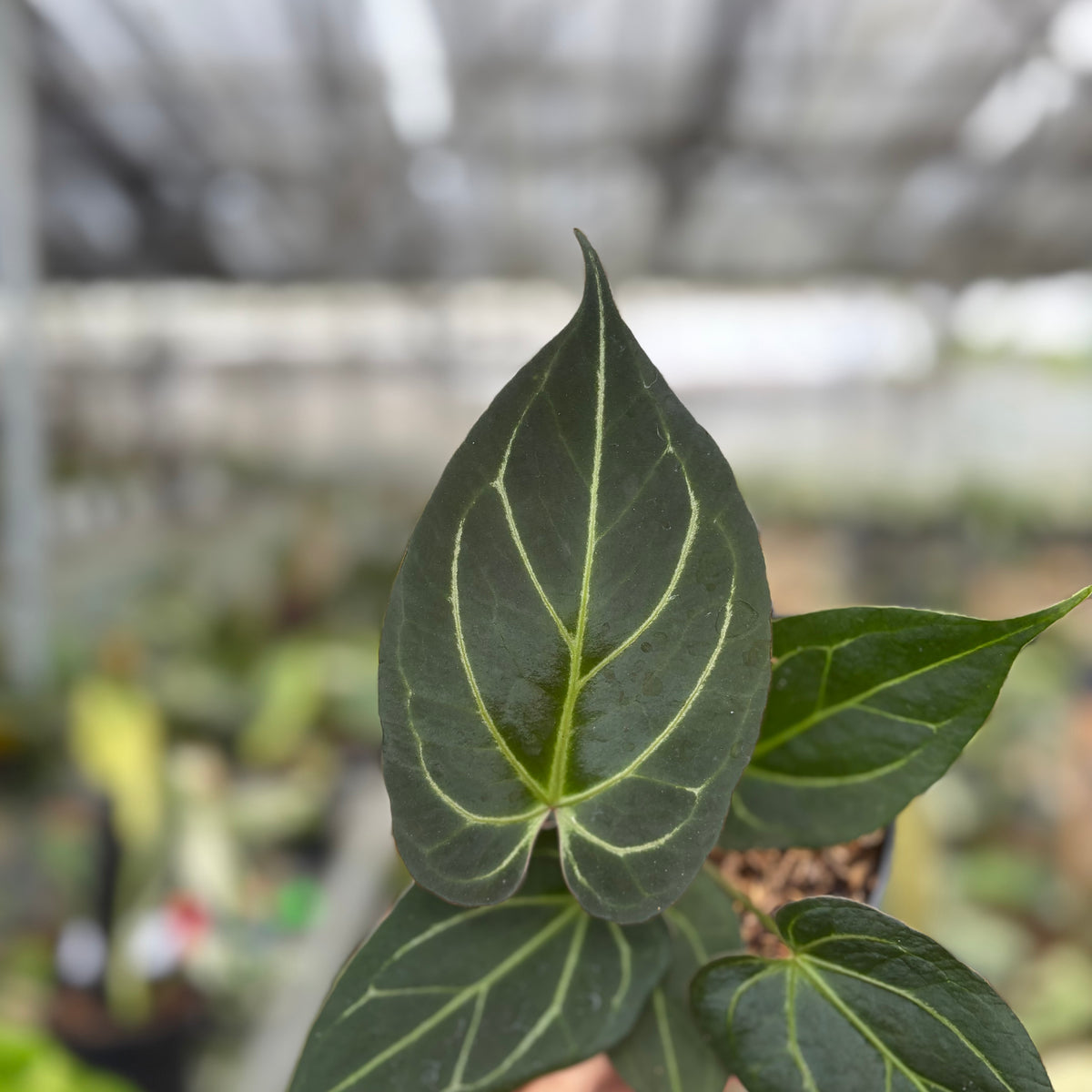 RP11-10 Anthurium KOS x Papilillaminum