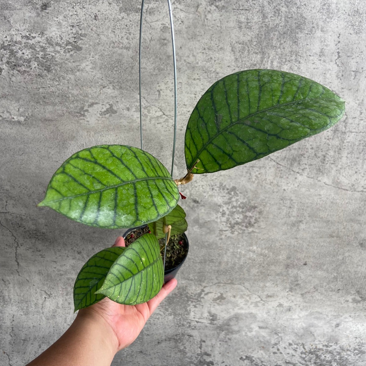 RP44-10 Hoya Callistophylla Round Leaf