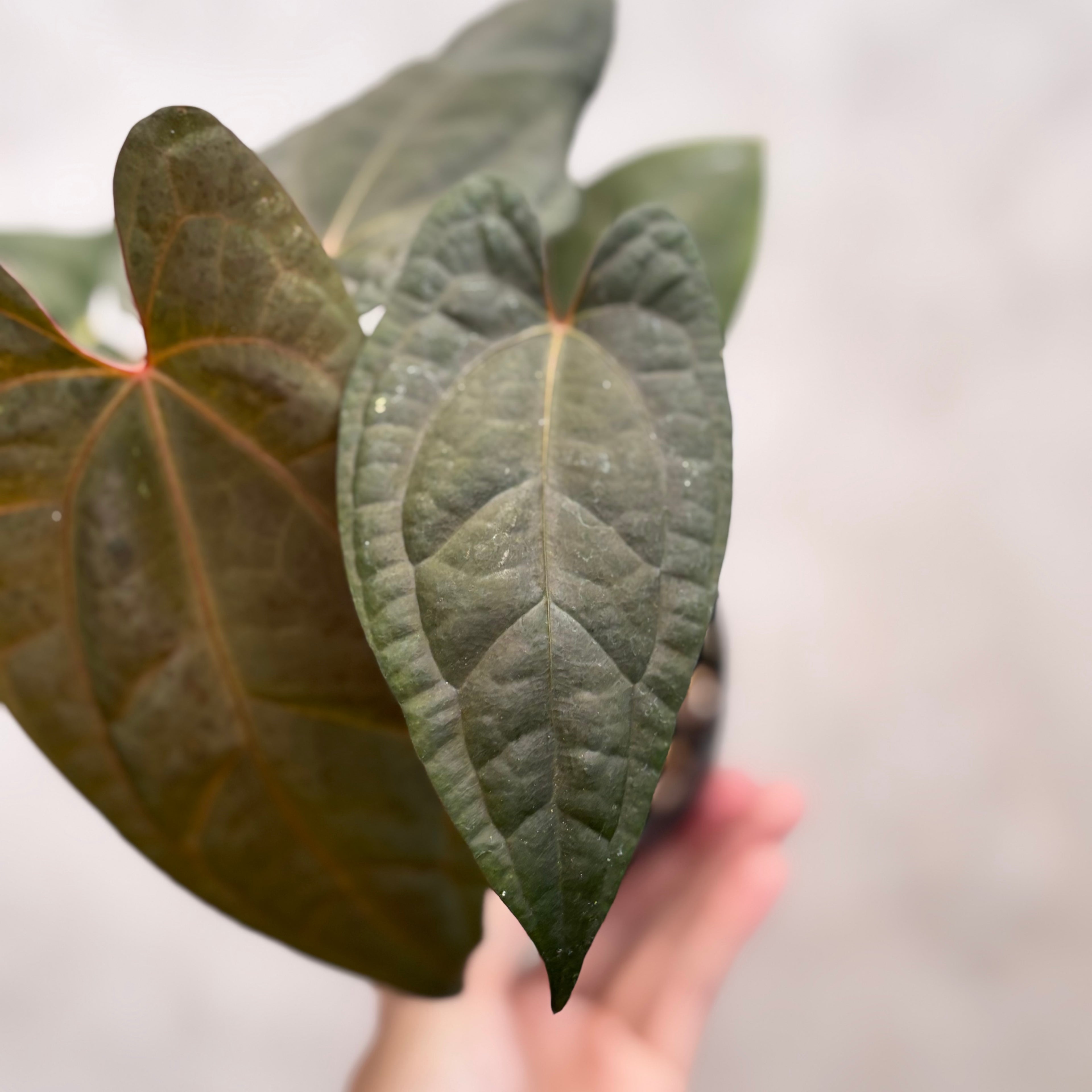 Anthurium RVDP x Black Muscle