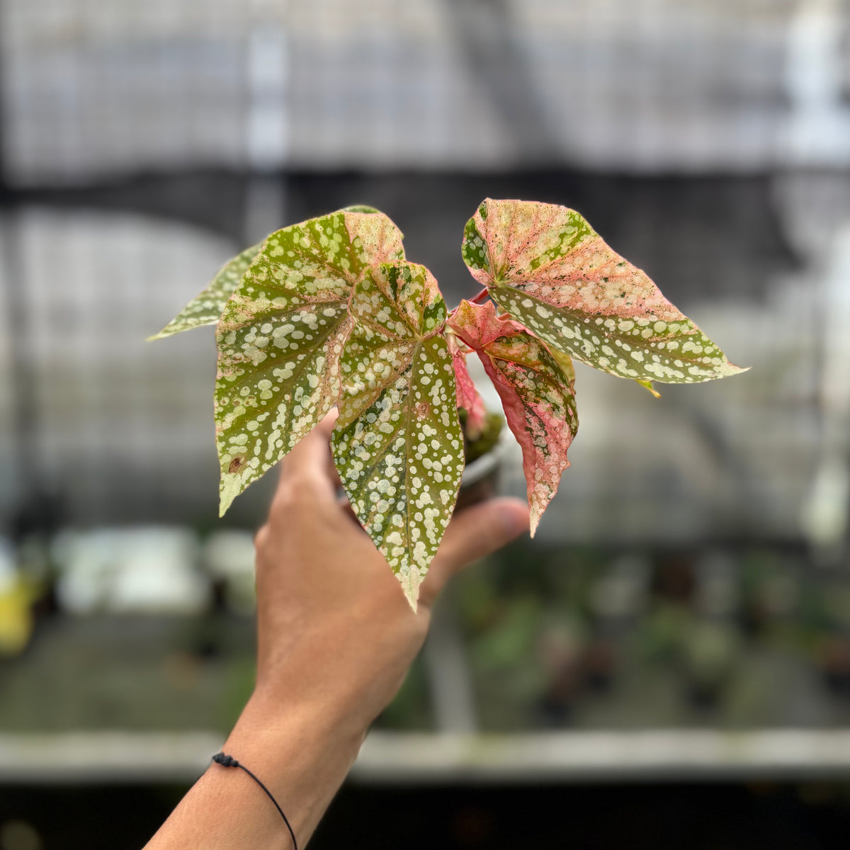 RP7-10 Begonia Snow Capped Variegated