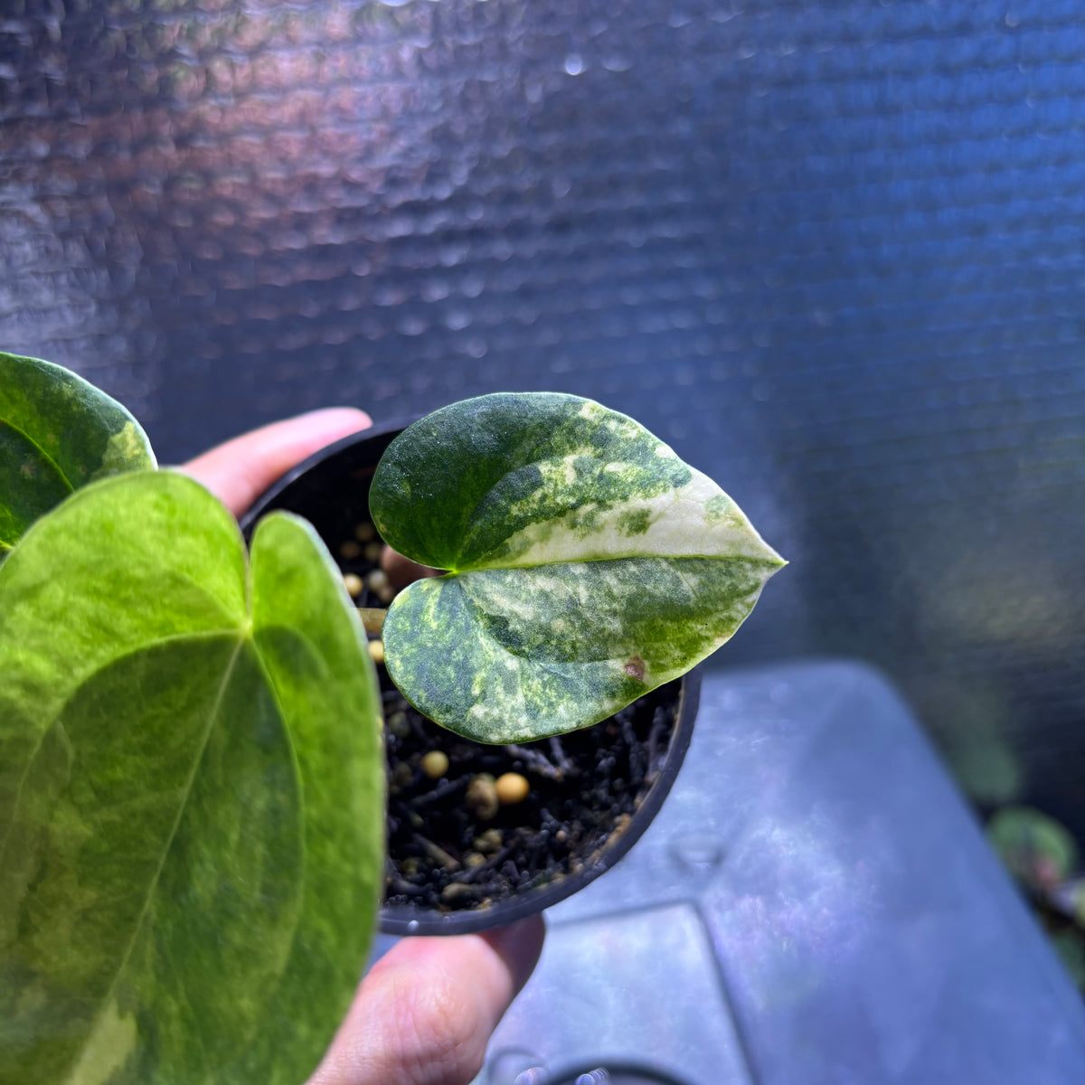 RP34-10 Anthurium KOS x AOS Variegated