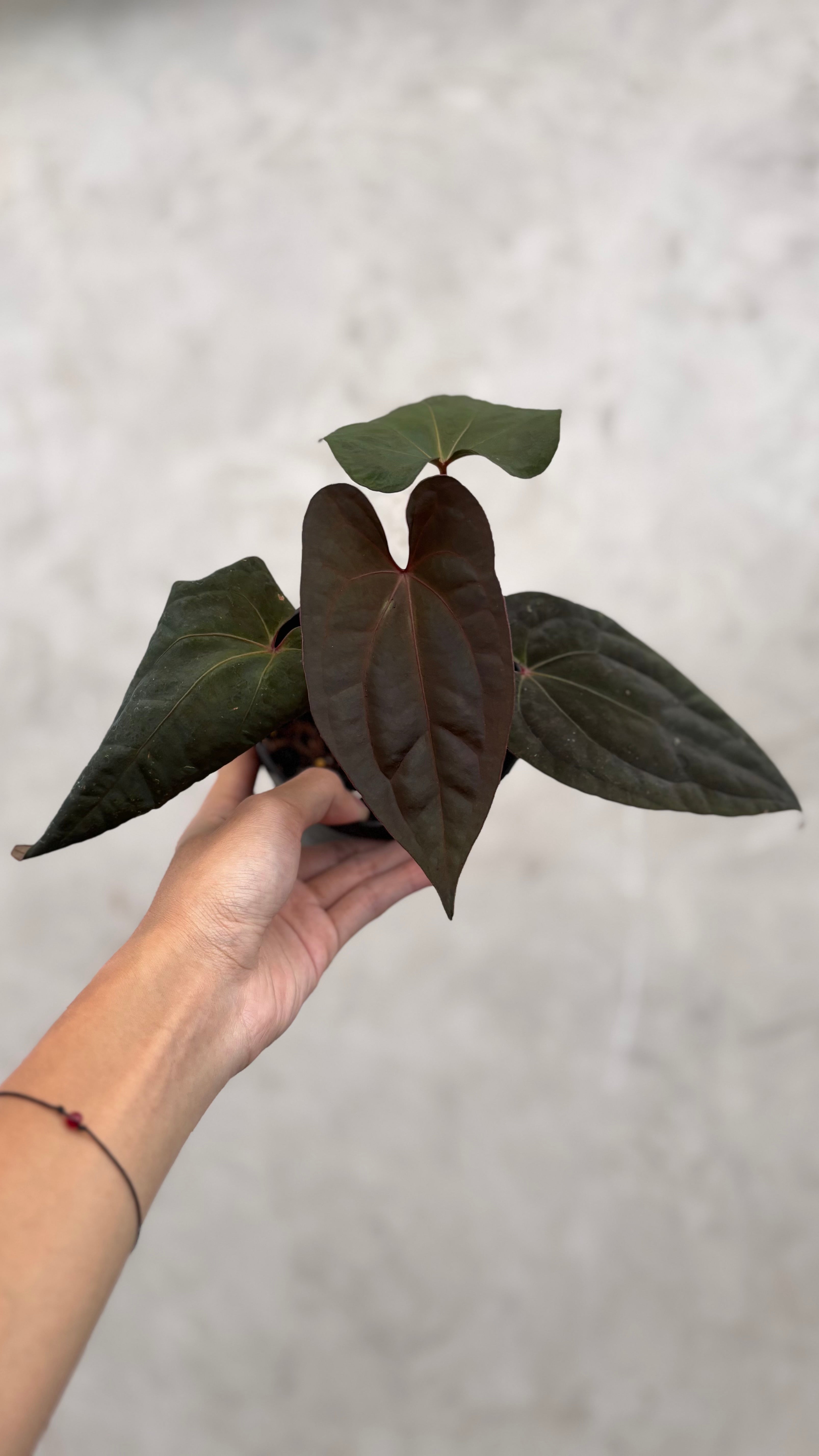 Anthurium Night Dragon
