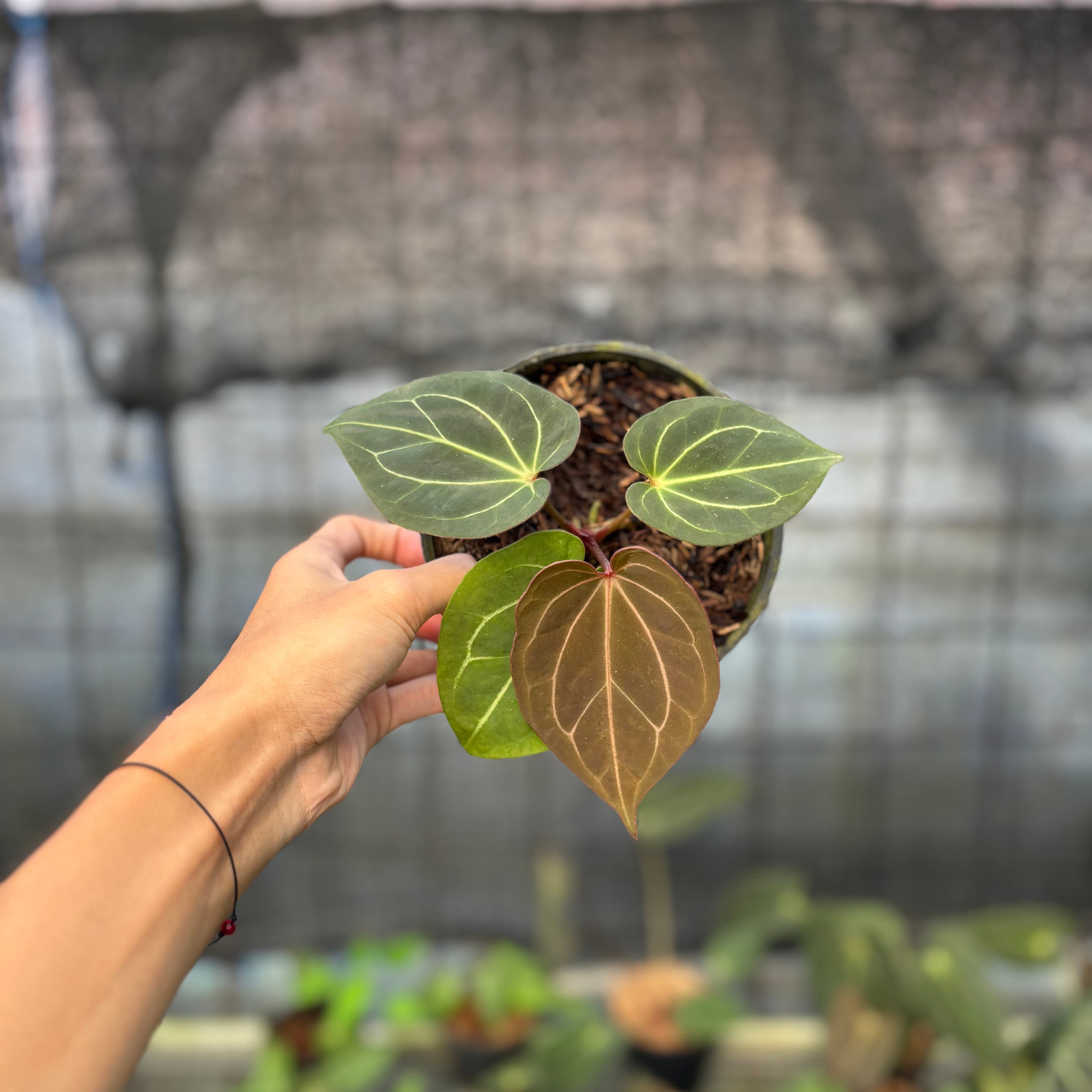 RP5-9 Anthurium King Of Spades