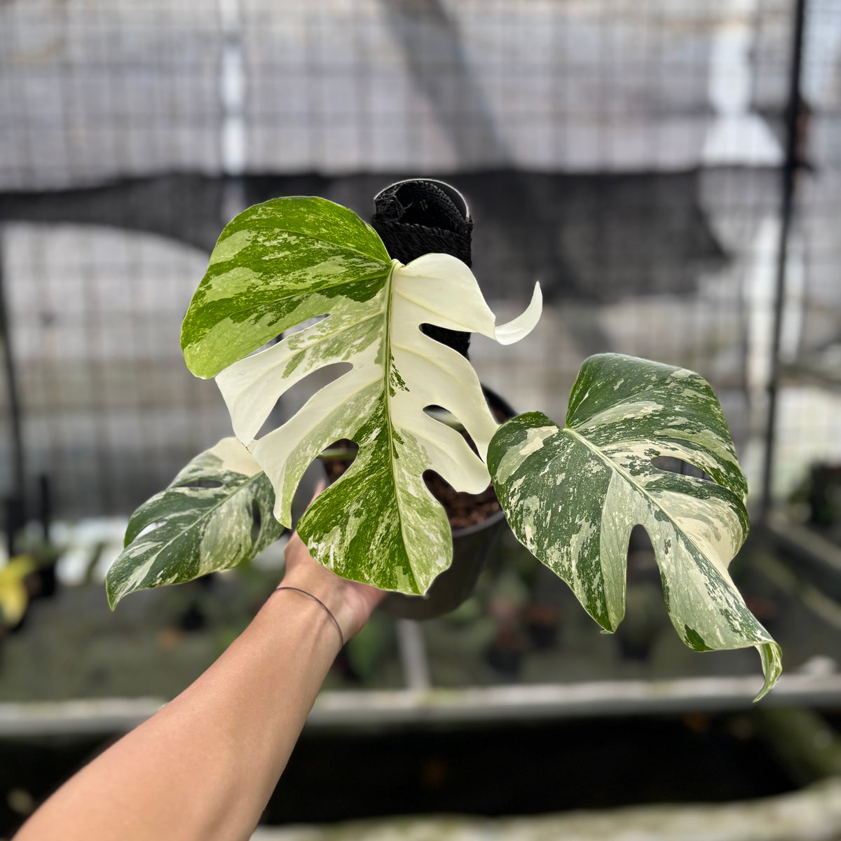 RP6-10 Monstera Albo White Tiger Variegated