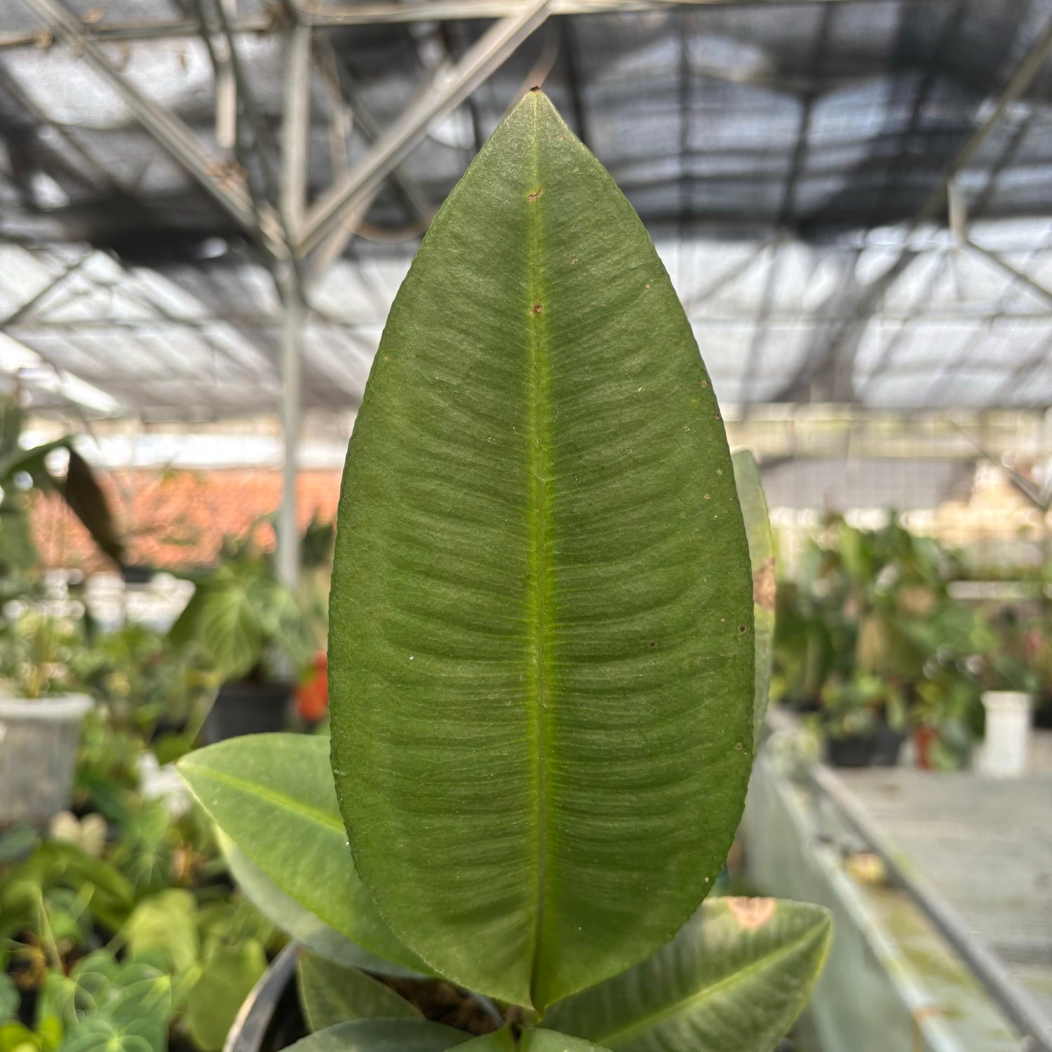 Labisia sp Silver
