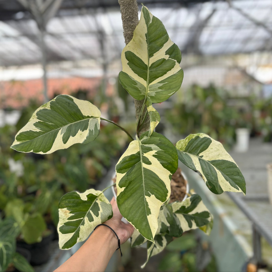 Epipremnum Aureum ‘Manjula Photos’