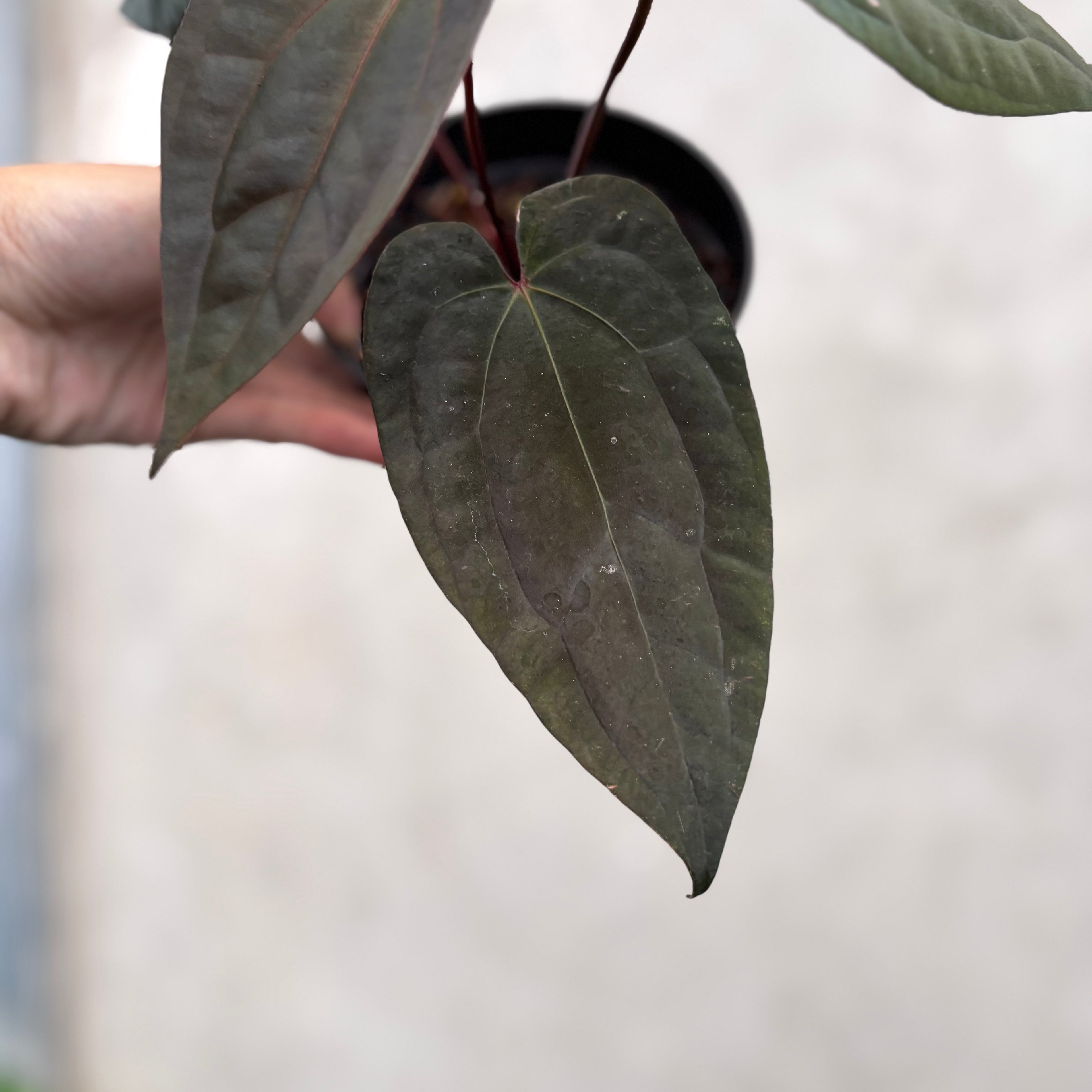 Anthurium Night Dragon