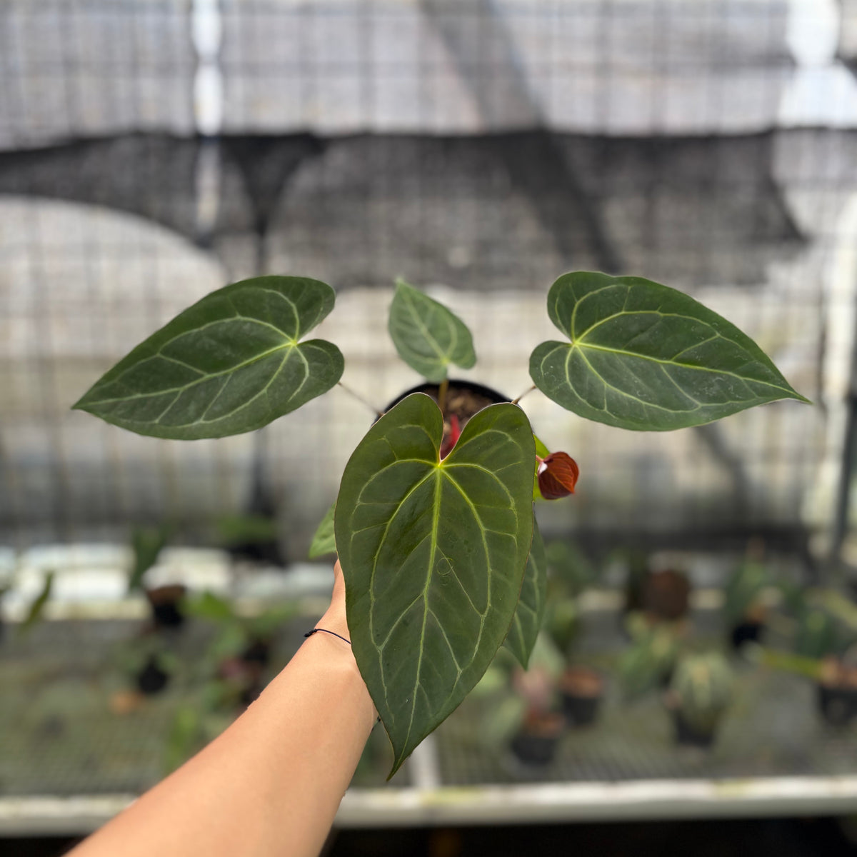 RP2-10 Anthurium Papilillaminum Xone