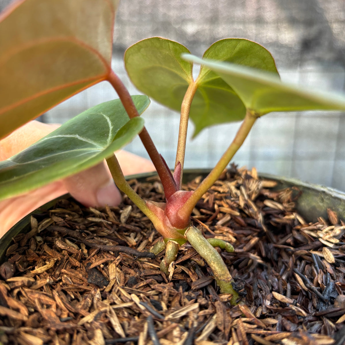 RP5-9 Anthurium King Of Spades