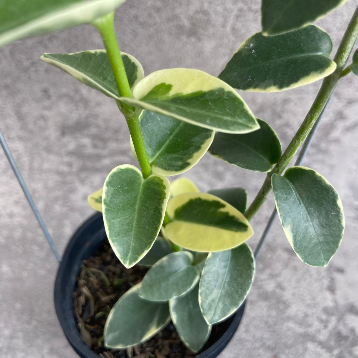 RP49-10 Hoya Cumingiana Albomarginata